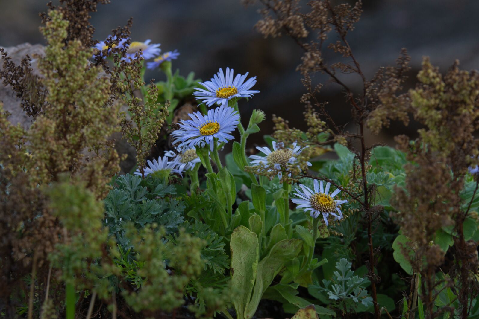 Sony SLT-A77 sample photo. Sea sid flower, autumn photography