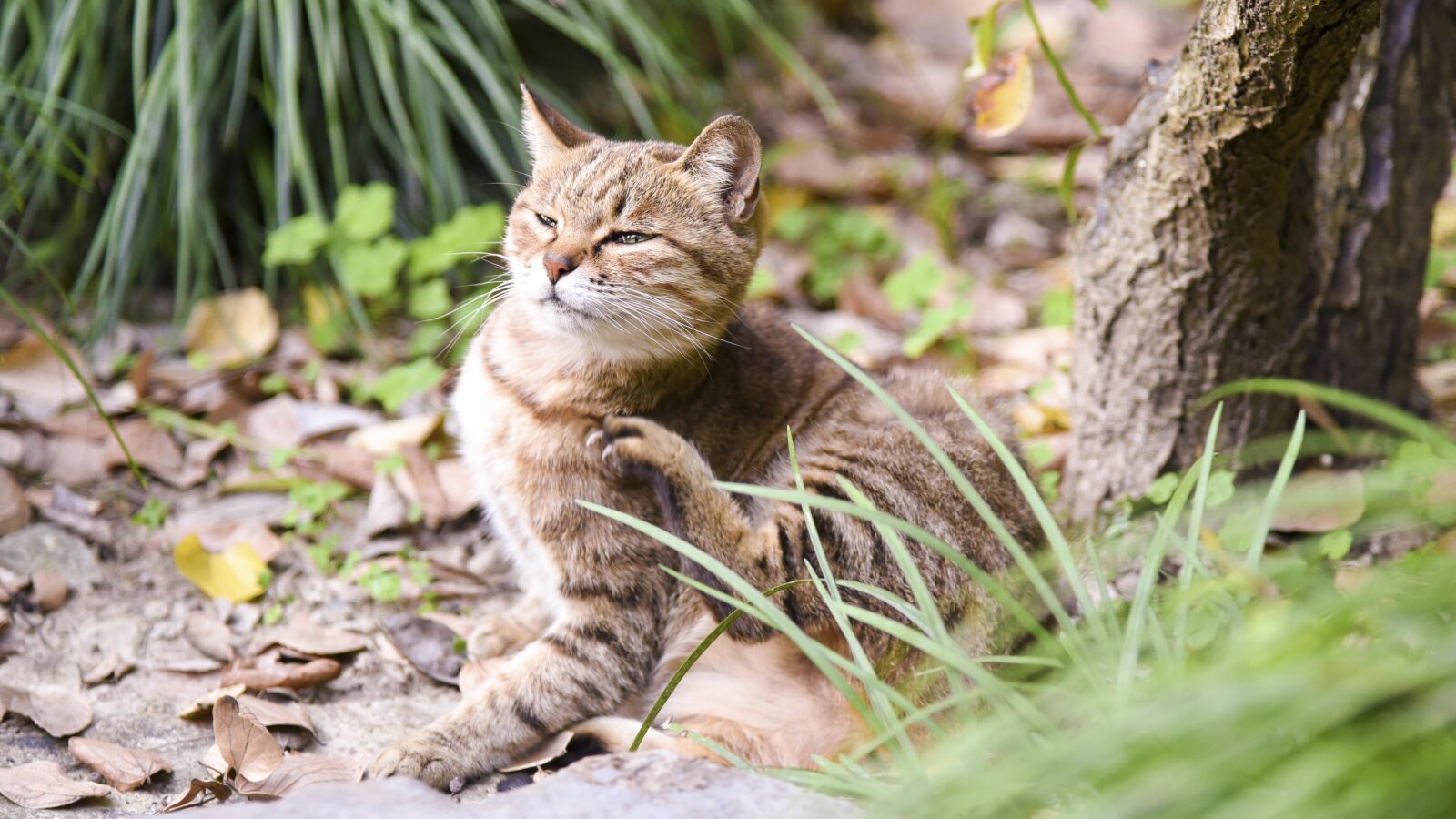Nikon D750 sample photo. Cat, kitty, kitten photography