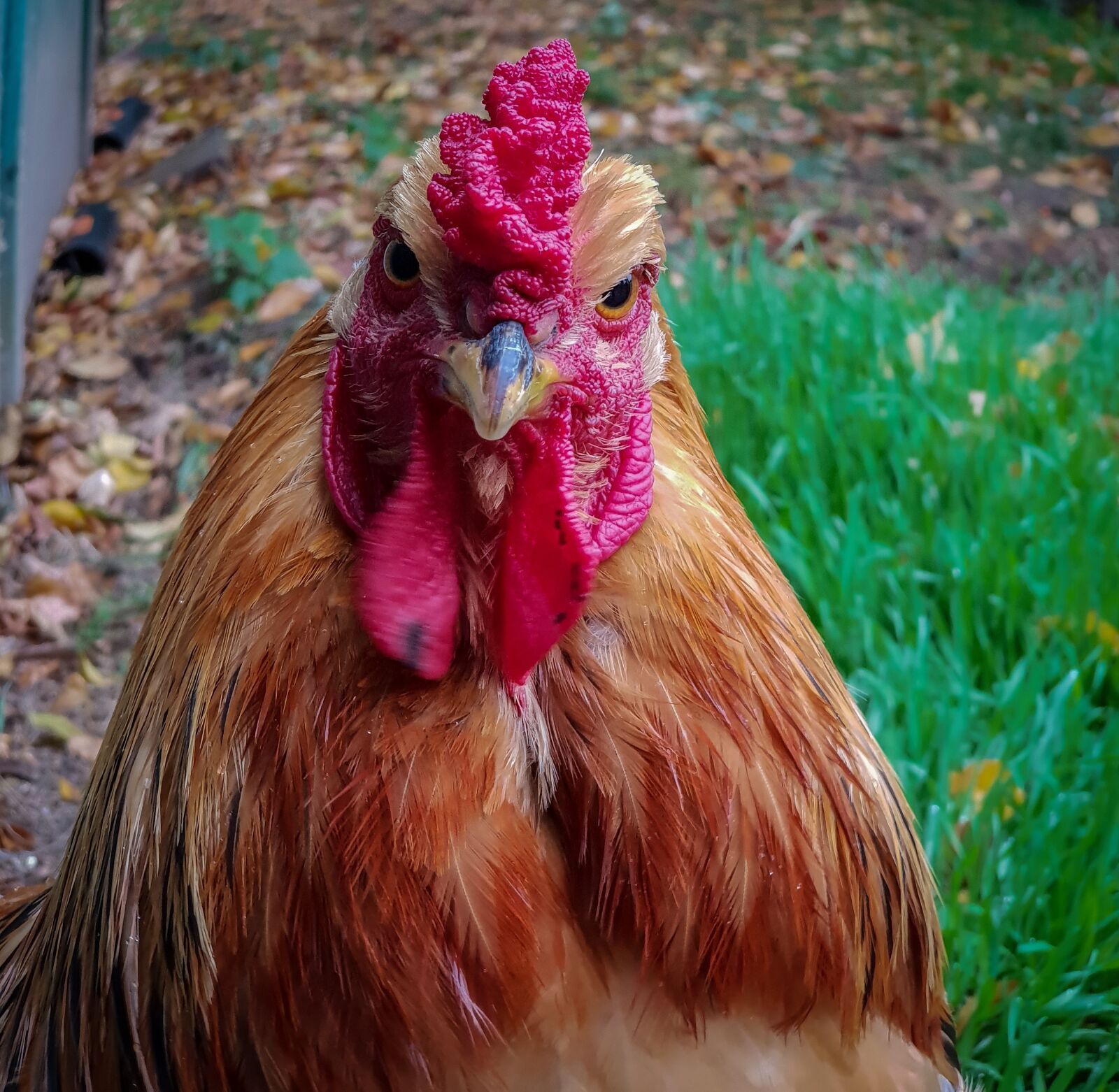 Samsung Galaxy S9+ sample photo. Chicken, urinary, bird photography