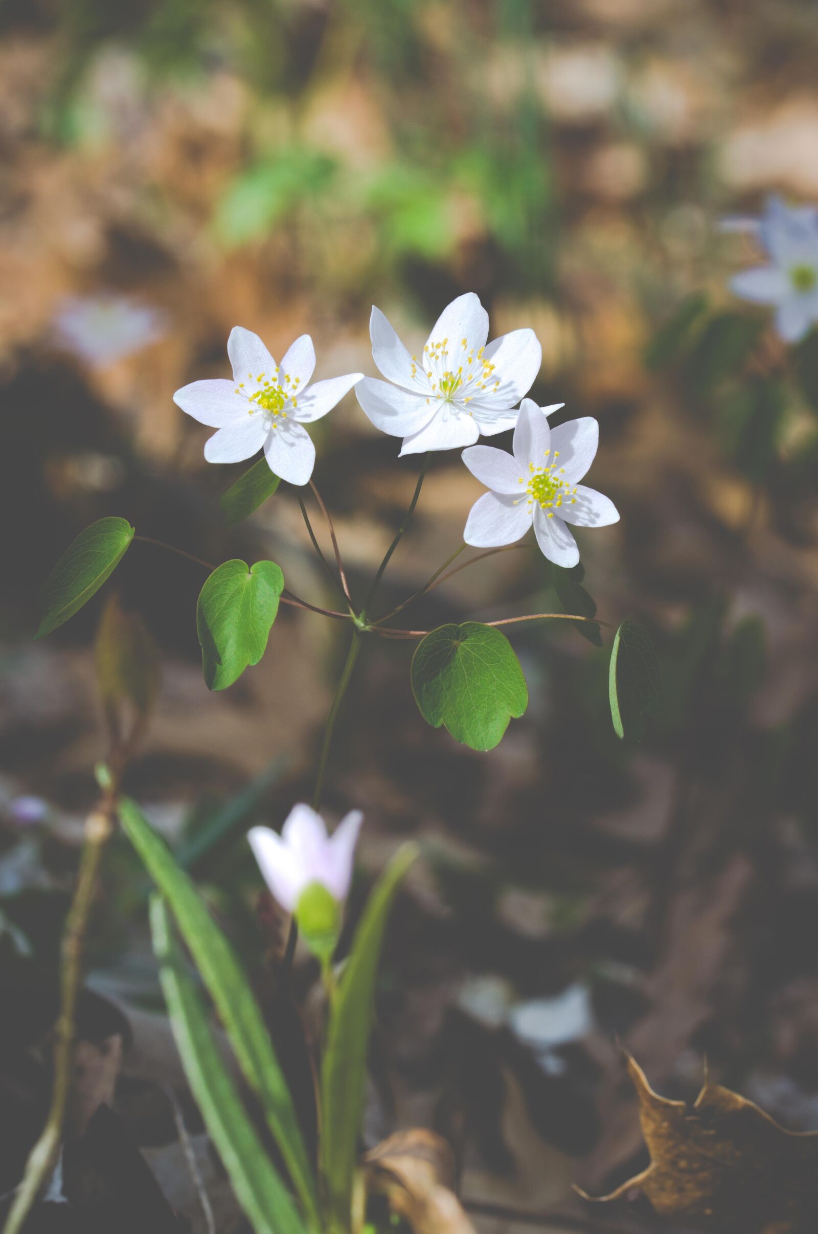 Nikon D5100 sample photo. Anemonella, thalictroides, flower, garden photography