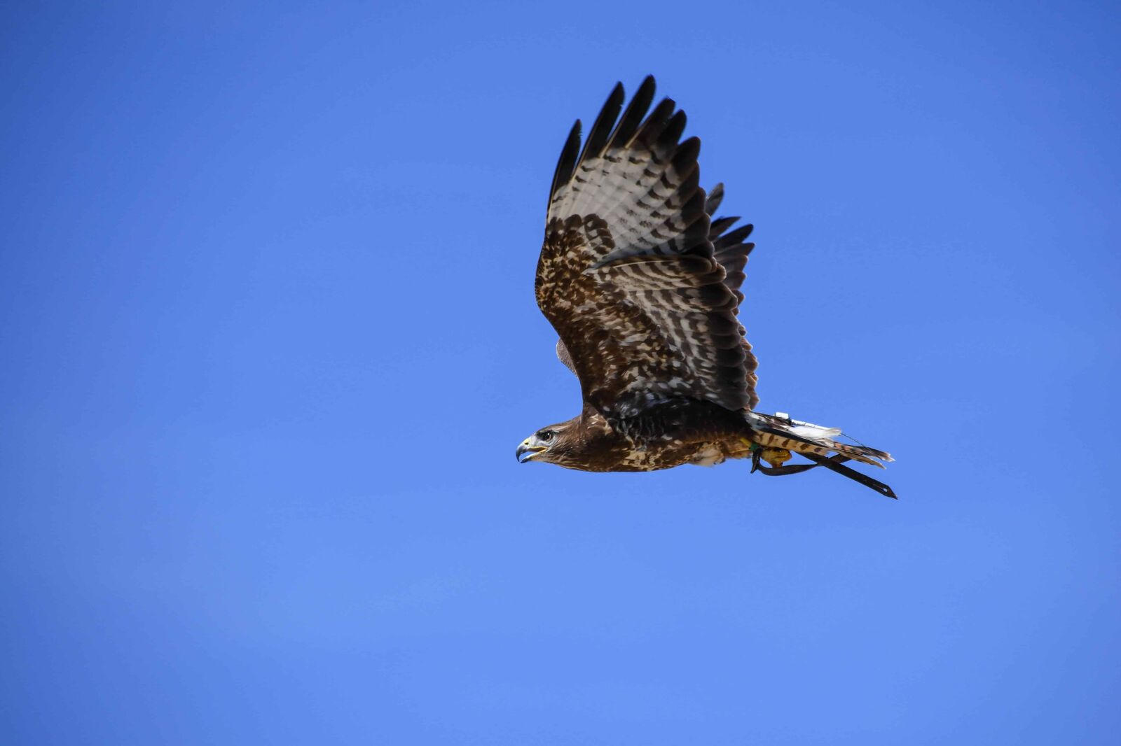 Nikon D500 sample photo. Nature, wildlife, bird, hawk photography