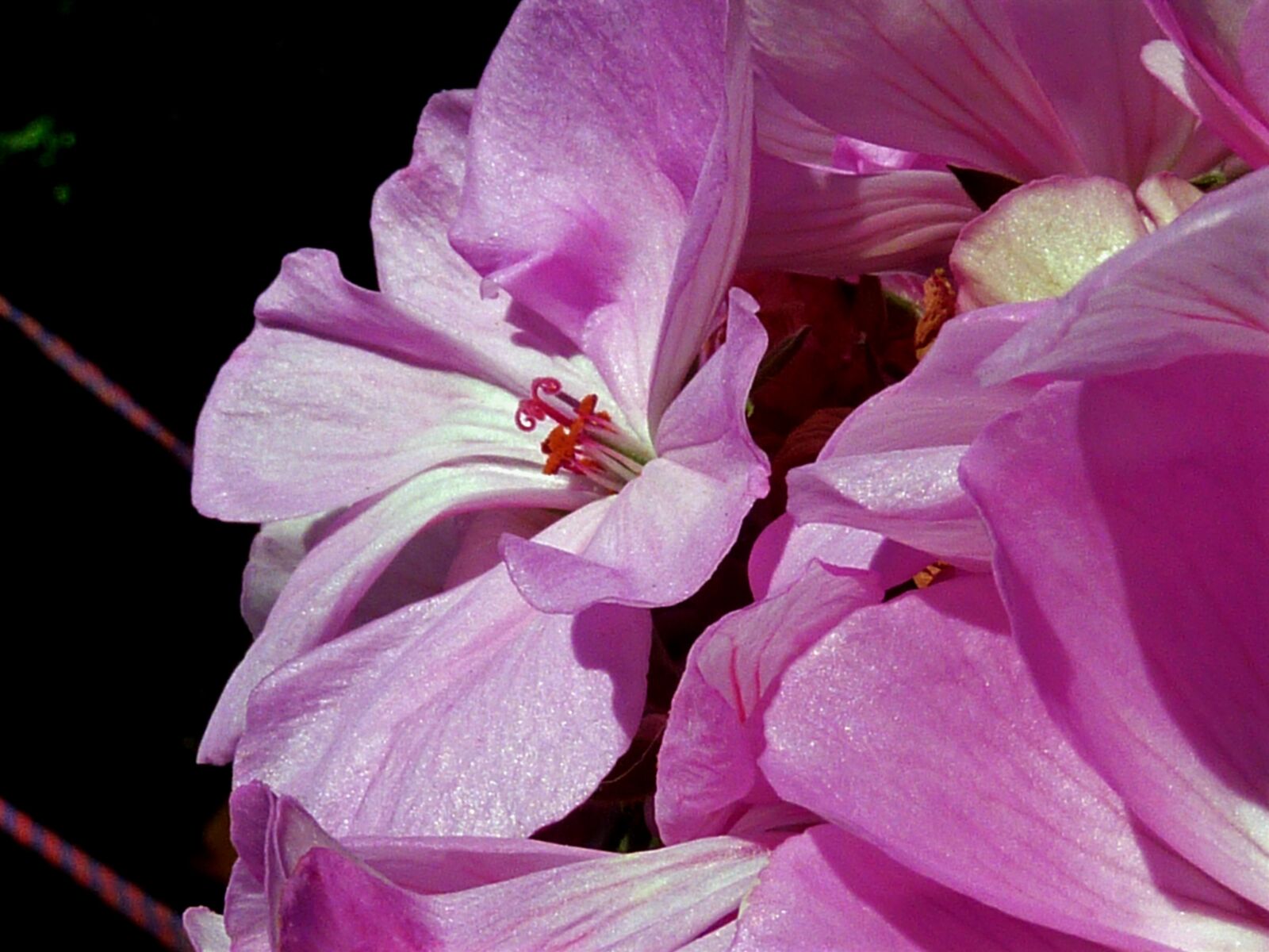 Panasonic DMC-TZ7 sample photo. Orchid, bloom, flowers photography