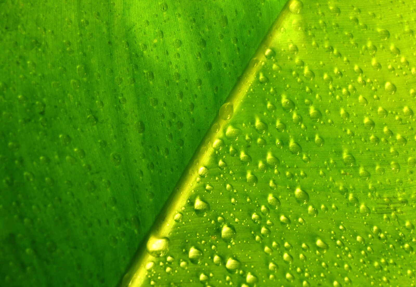 Panasonic Lumix DMC-FZ70 sample photo. Leaf, leaves, plant photography