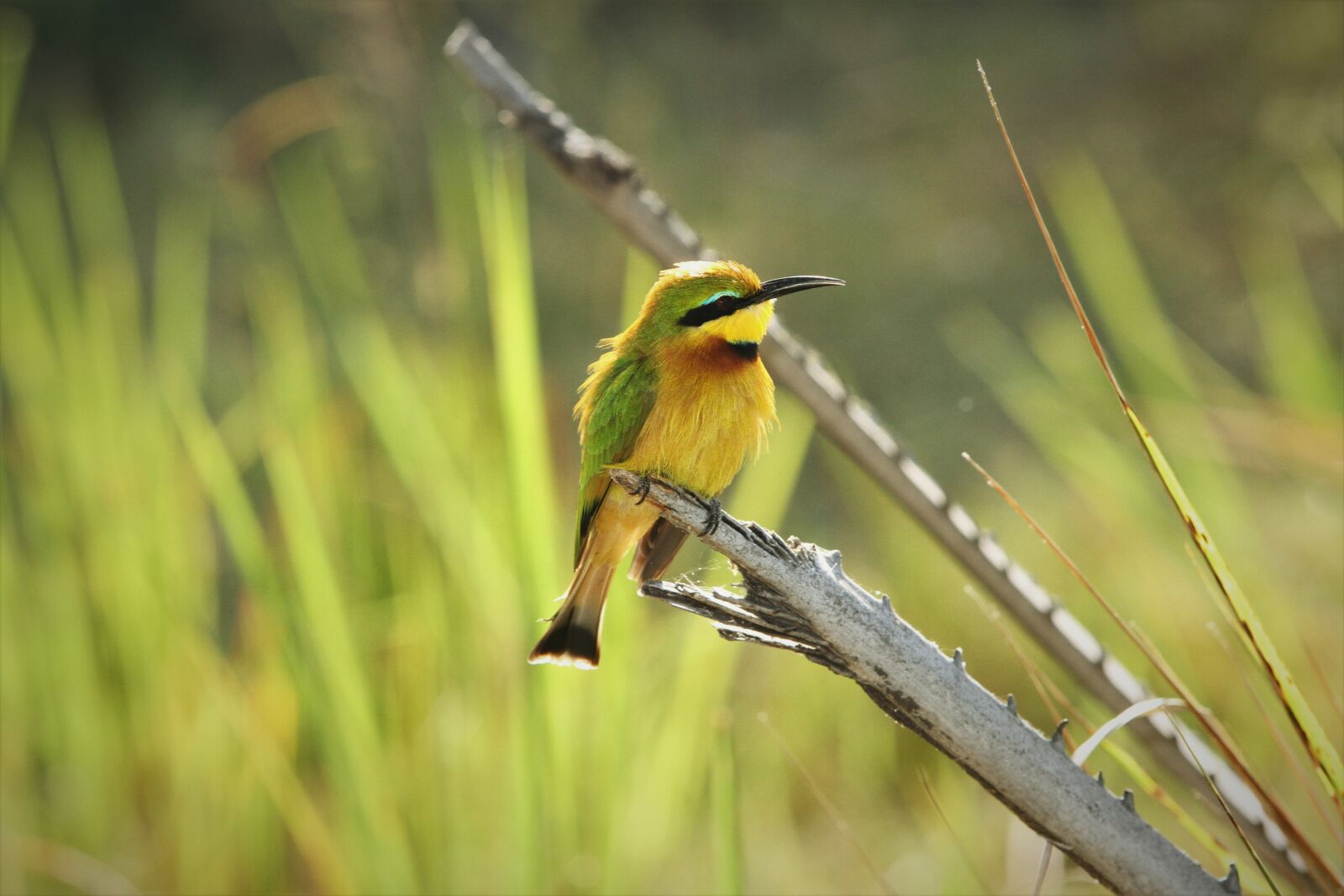Canon EOS 7D + Canon EF 70-200mm F2.8L USM sample photo. Yellow, and, green, bird photography