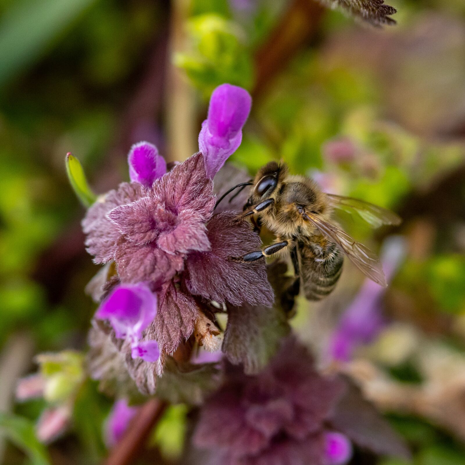 Canon EOS 250D (EOS Rebel SL3 / EOS Kiss X10 / EOS 200D II) sample photo. Bee, flower, lavender photography