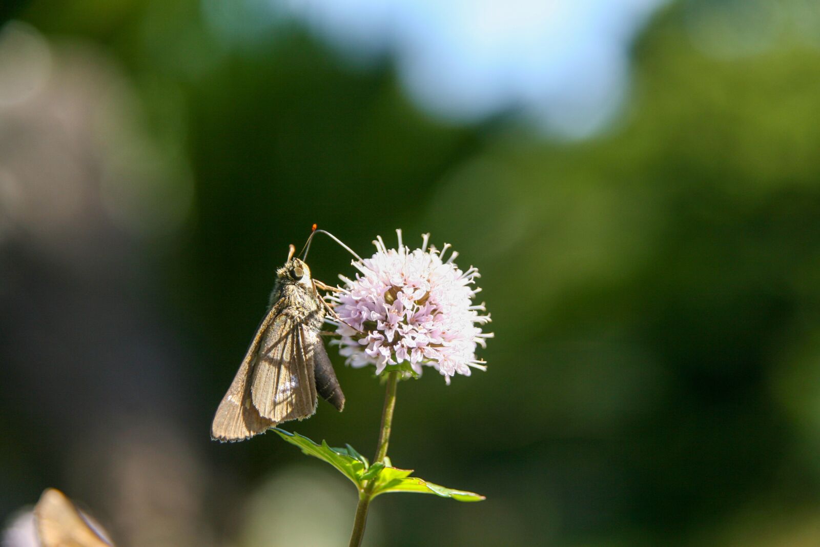 Canon EOS 30D sample photo. Butterfly, flowers, affix photography