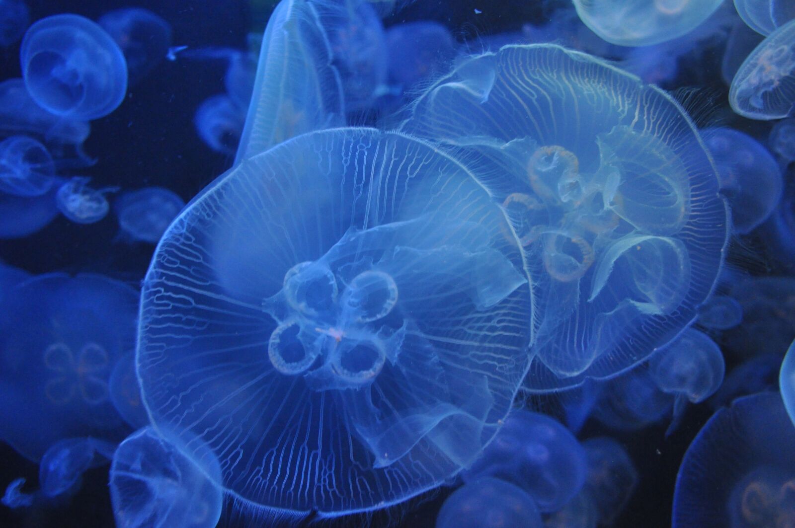 Nikon D90 sample photo. Jellyfish, aquarium, blue photography