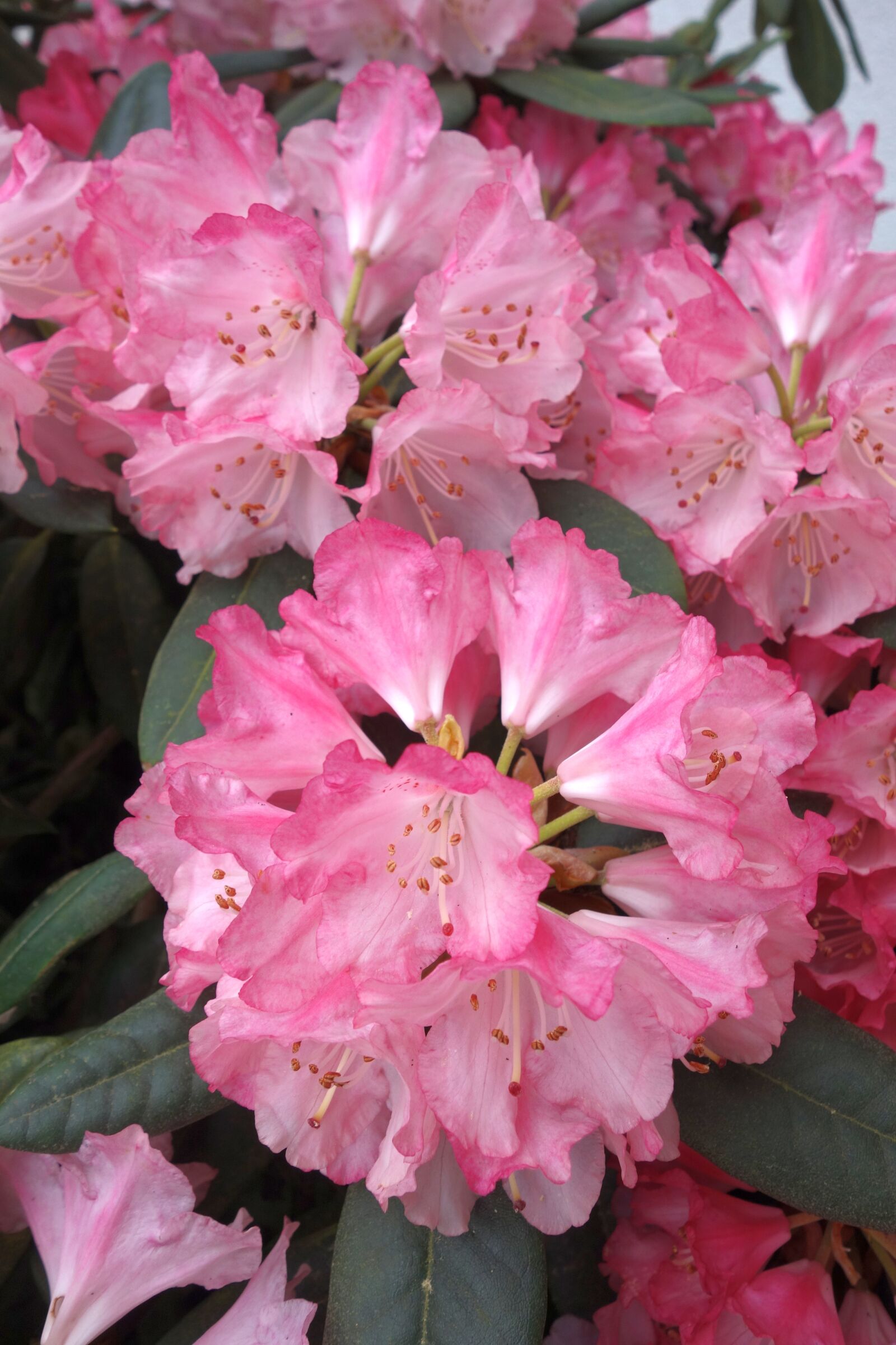 Sony Cyber-shot DSC-RX100 sample photo. Rhododendron, garden, plant photography