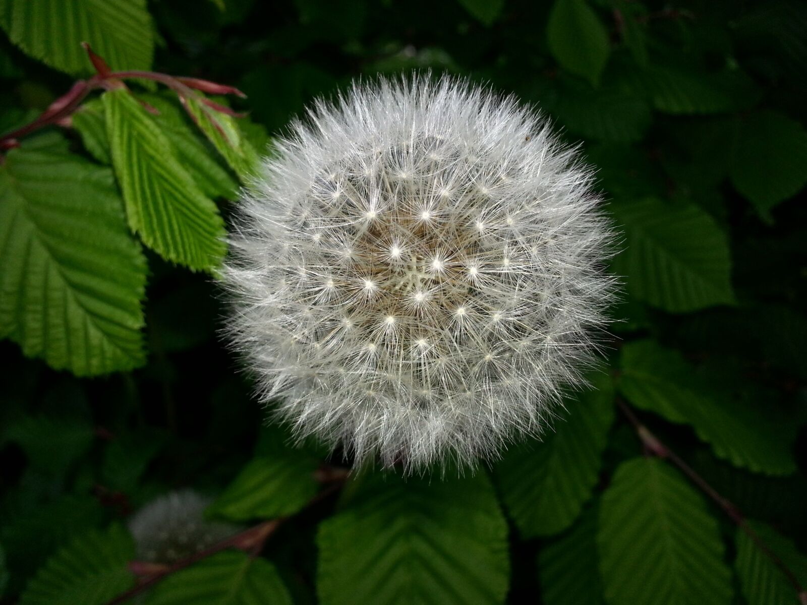 Samsung Galaxy S3 sample photo. Dandelion, leaf, green photography