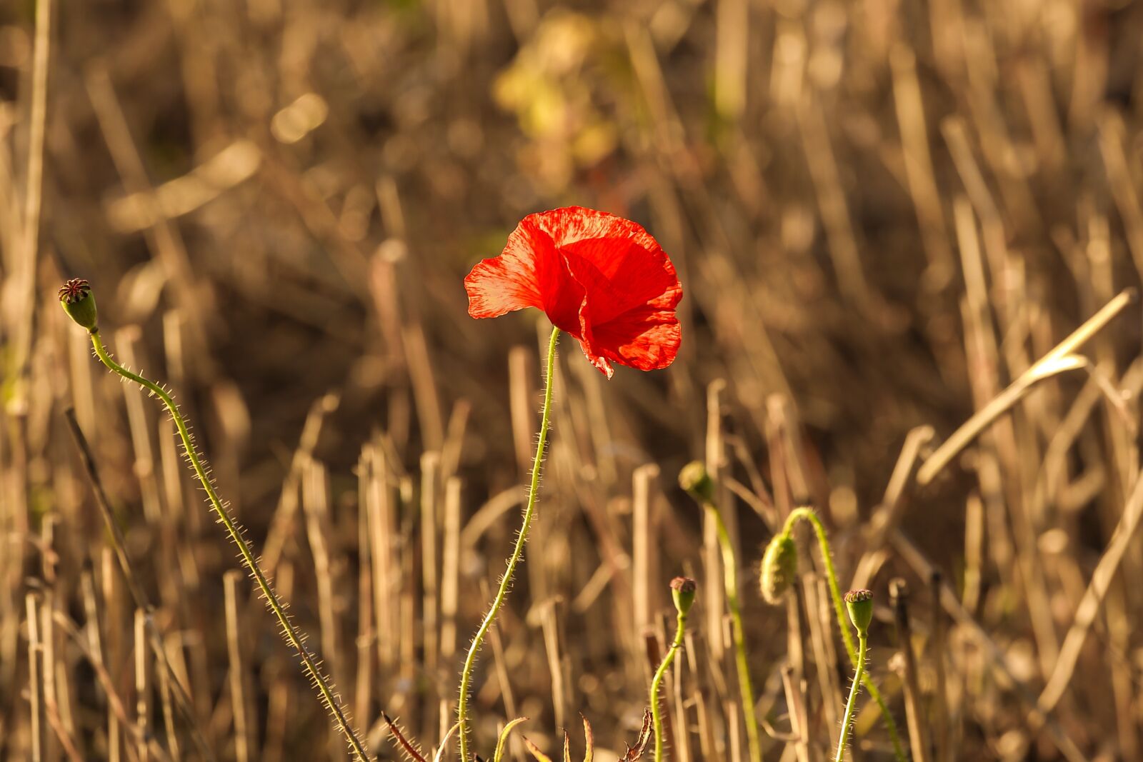 Canon EOS 5D Mark IV + Canon EF 100-400mm F4.5-5.6L IS USM sample photo. Wild poppy, harvest, nature photography