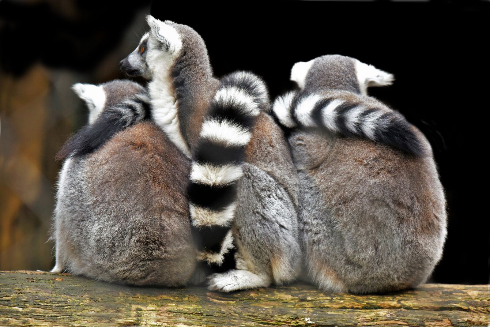 Nikon D810 sample photo. Lemuriens, primates, madagascar photography
