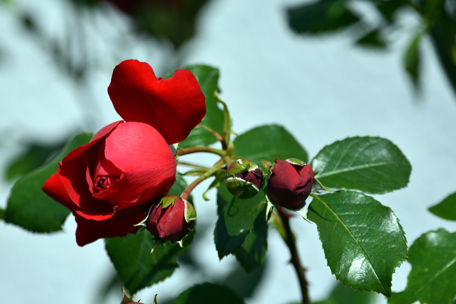 Nikon D3400 sample photo. Rose, roses, love photography