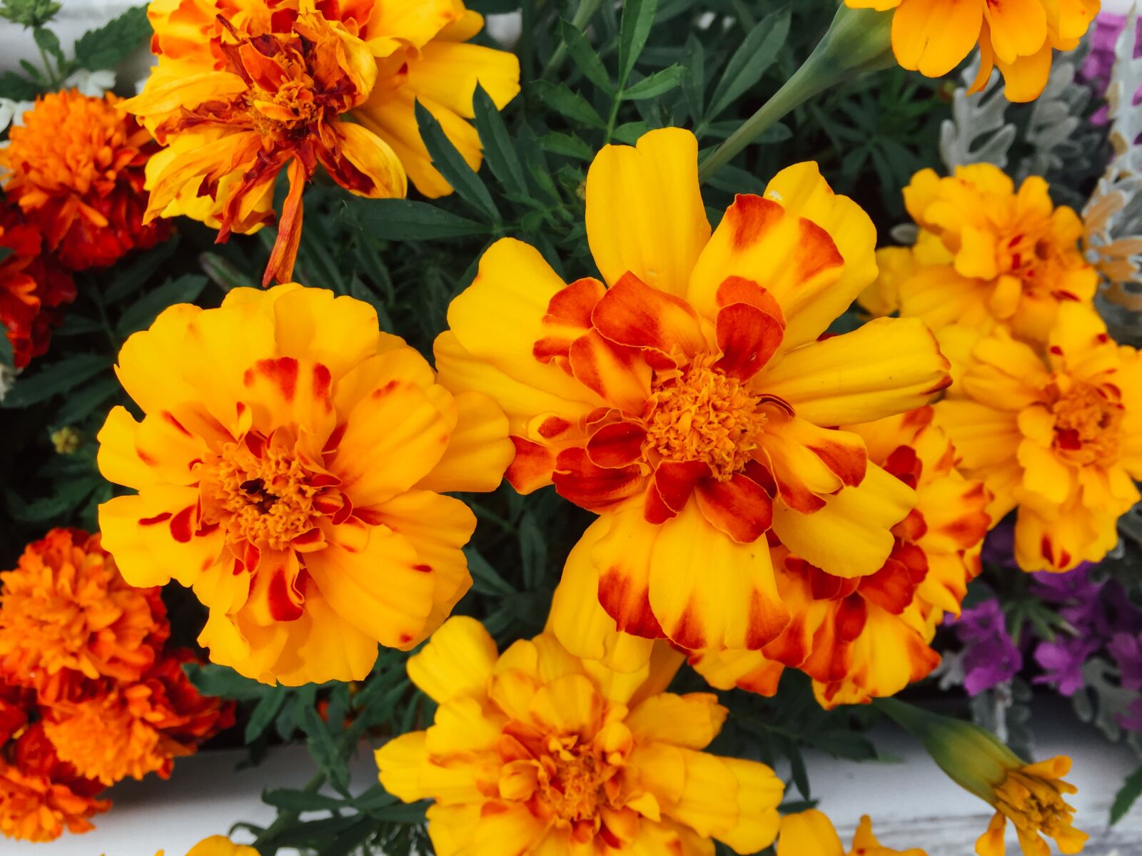 Apple iPhone 6 sample photo. Flowers, nature, blossoms photography