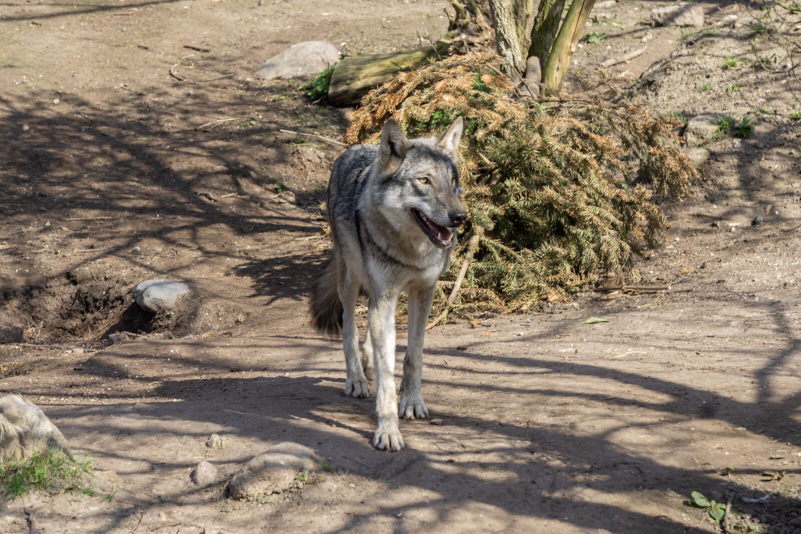 Sony a6000 sample photo. Nature, animal, wild photography