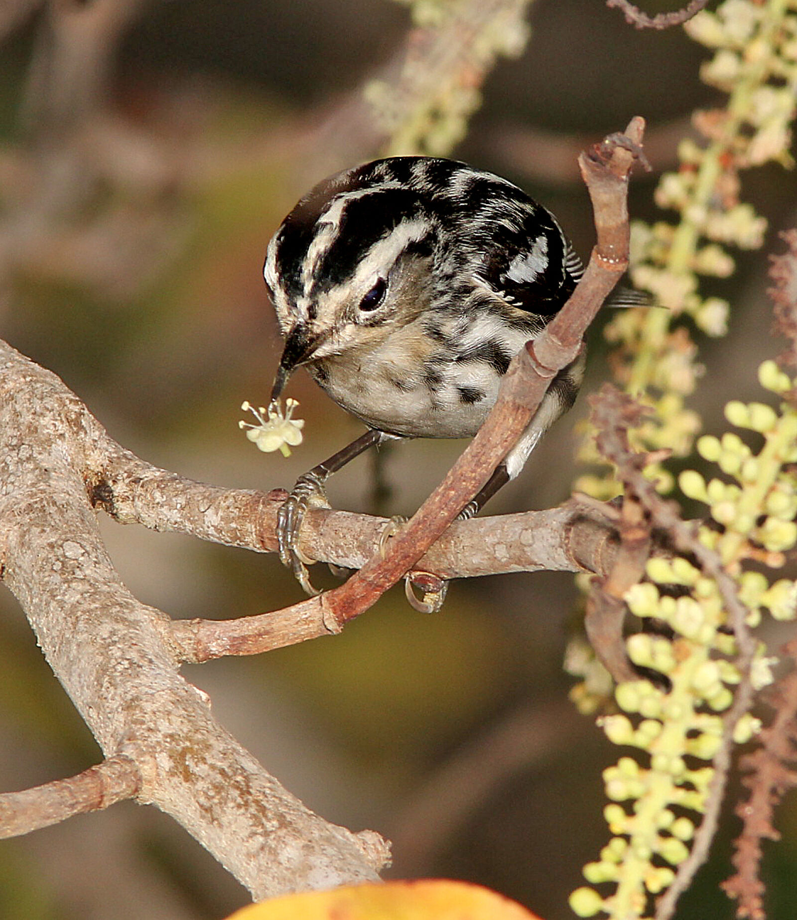 Canon EF 300mm F4L IS USM sample photo