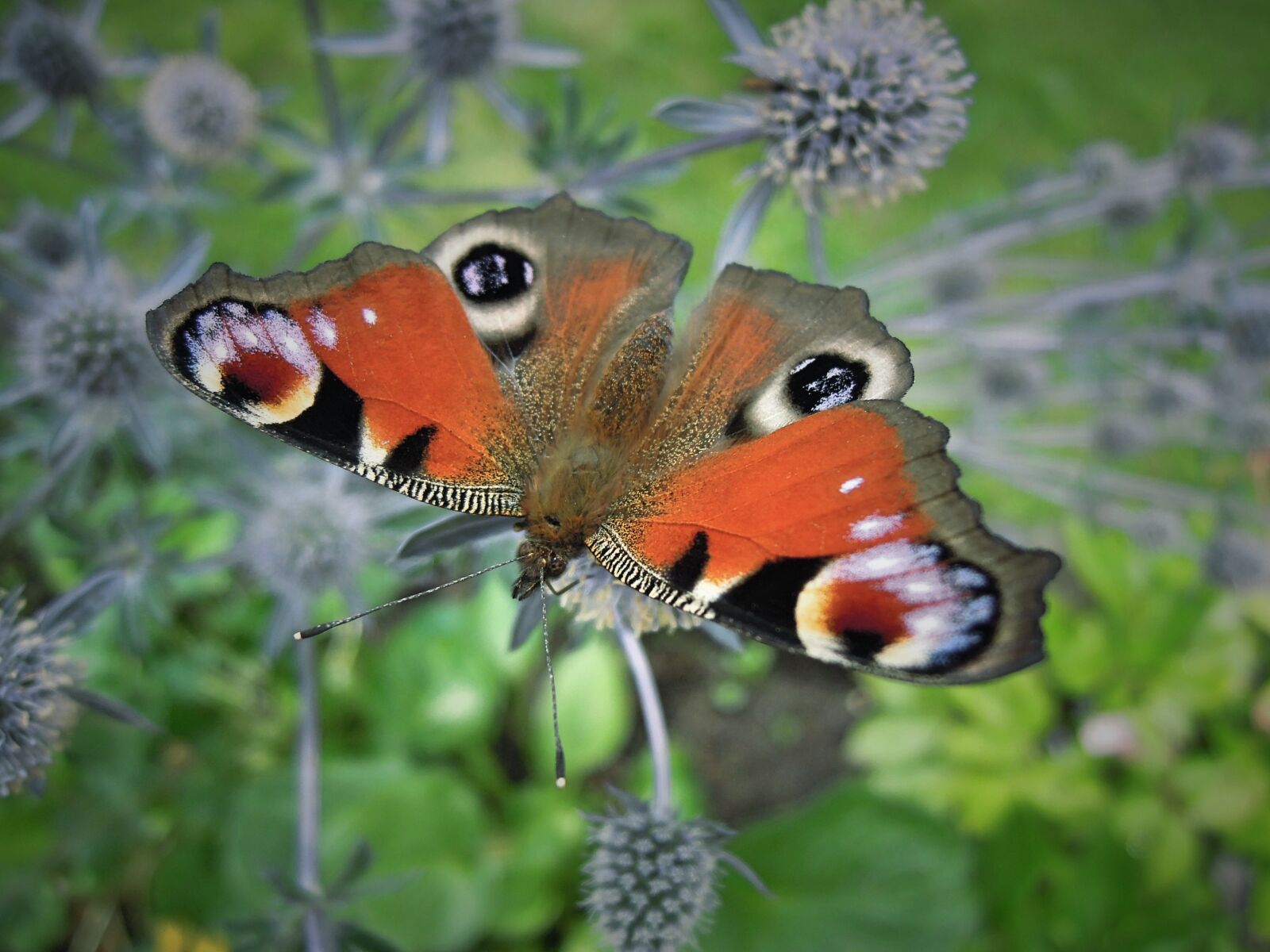 Nikon Coolpix P300 sample photo. Butterfly, animal, insect photography