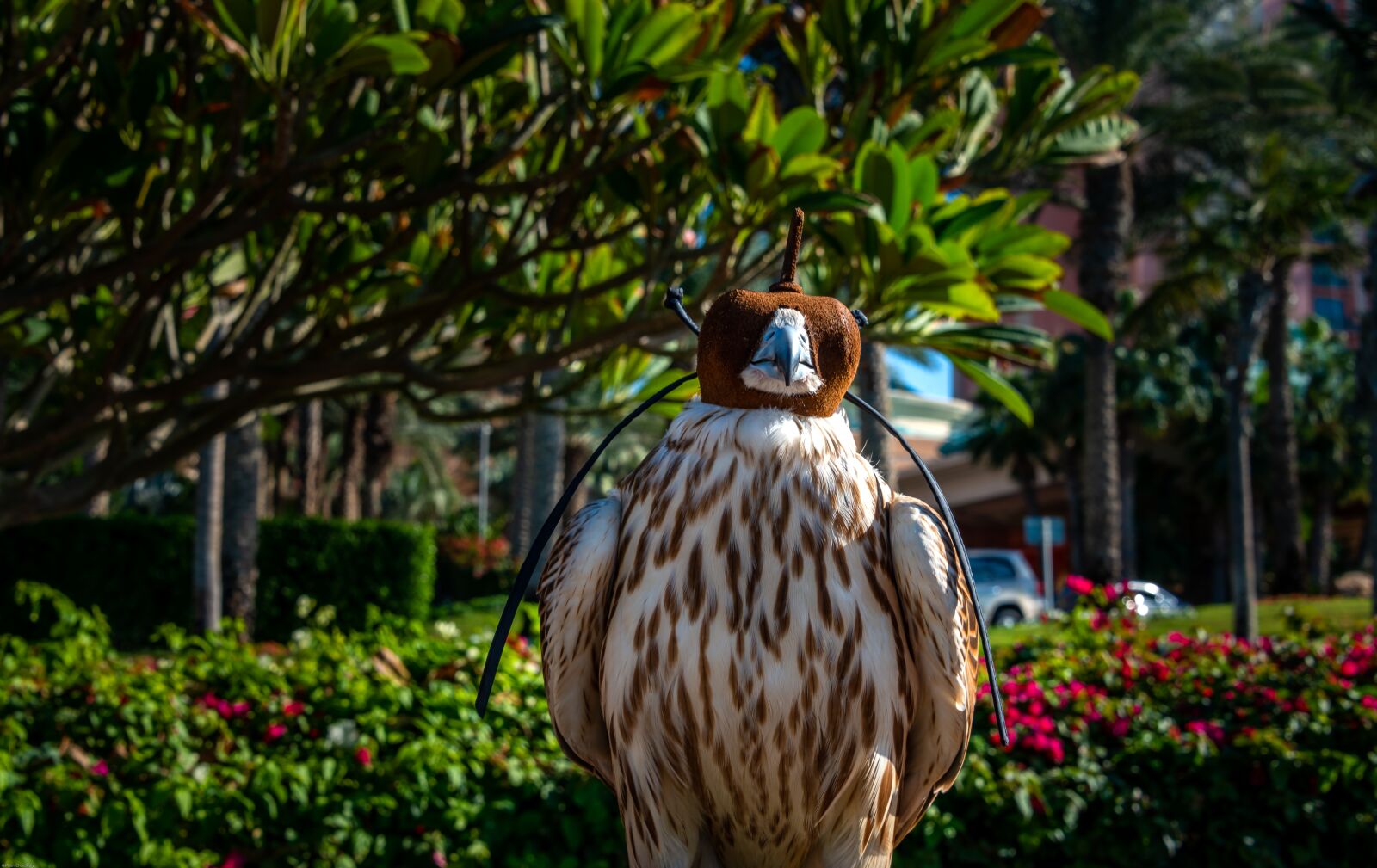 Nikon D800 sample photo. Falcon, bird, falconry photography