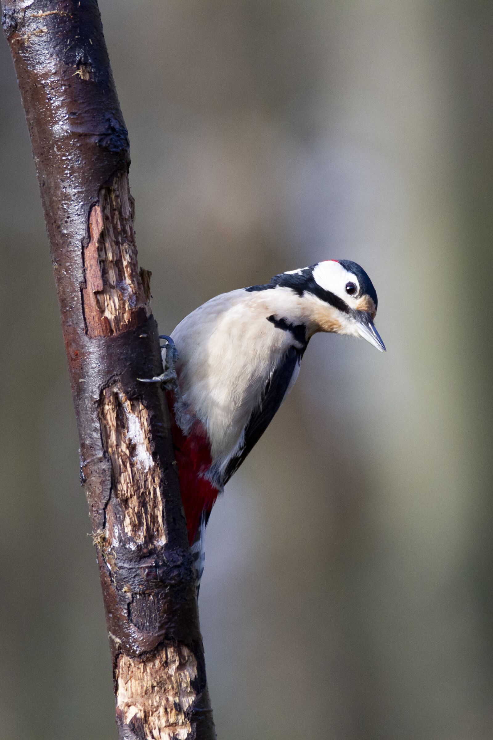 Canon EOS 7D sample photo. Woodpecker, big woodpecker coal photography