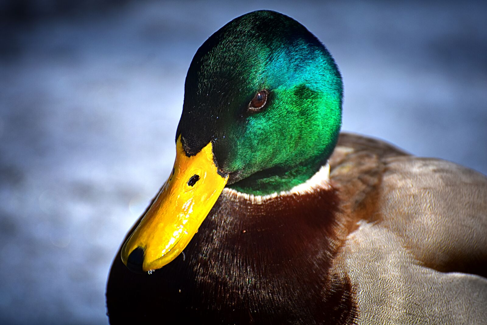 Nikon D7200 sample photo. Mallard, males, bread photography