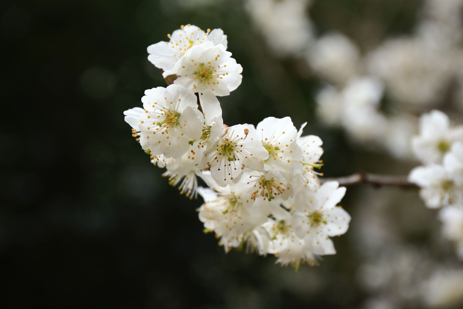 Canon EF 24-70mm F4L IS USM sample photo. The scenery, flower, realism photography