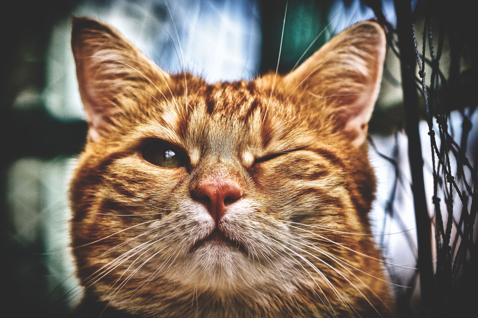 Nikon D3200 sample photo. Cat, wink, funny photography