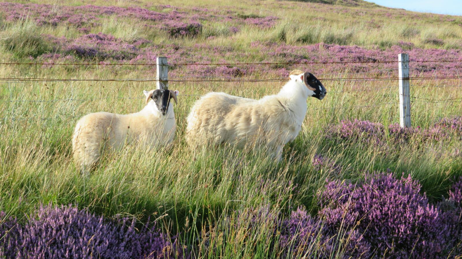 Canon PowerShot SX720 HS sample photo. Sheep, meadow, erika photography