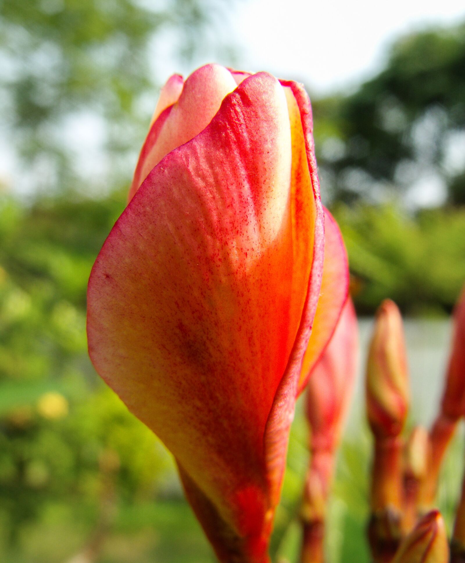 Fujifilm FinePix S1000fd sample photo. Blossom, bloom, flower photography