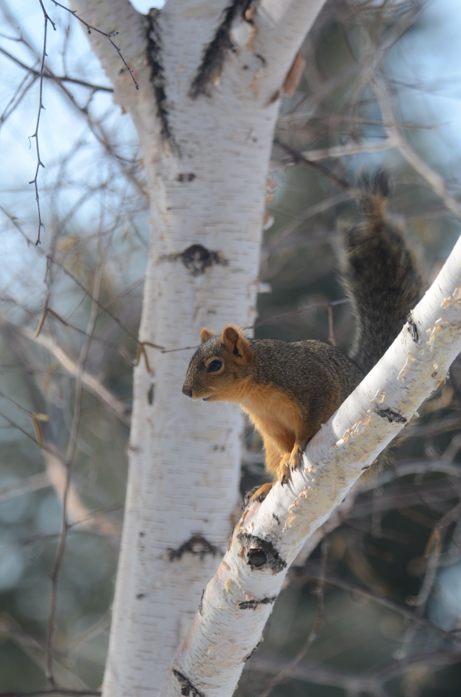 Nikon D7000 sample photo. Squirrel, tree, animal photography
