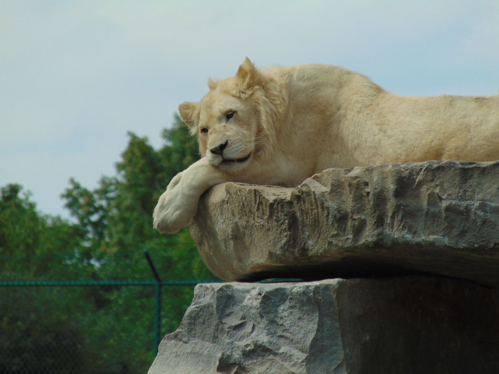 Sony Cyber-shot DSC-H300 sample photo. Lion, rest, roche photography