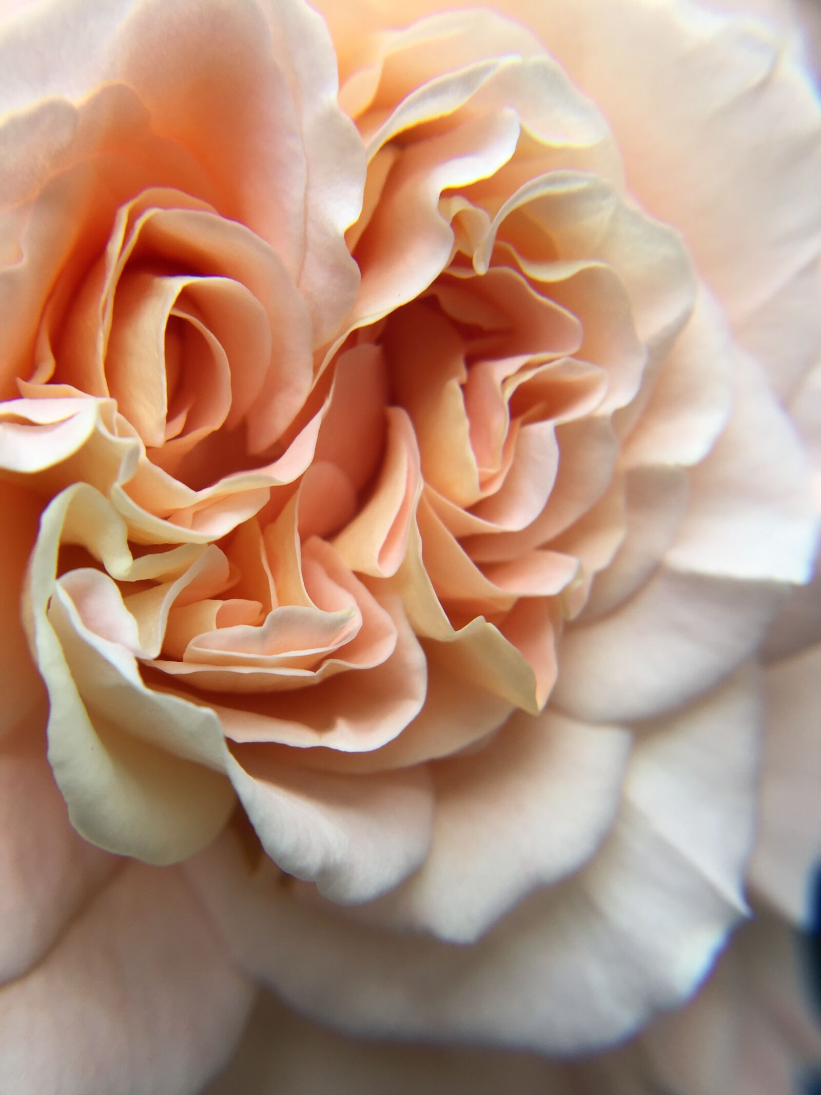 iPhone 6 Plus back camera 4.15mm f/2.2 sample photo. Rose, summer, flowers photography