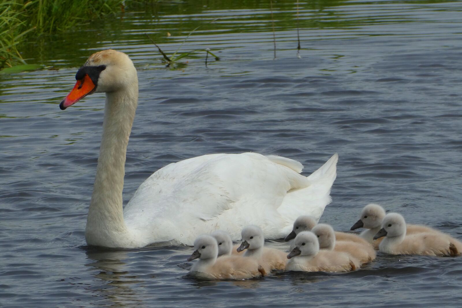 Panasonic Lumix DC-ZS70 (Lumix DC-TZ90) sample photo. Swan with chicks, swan photography