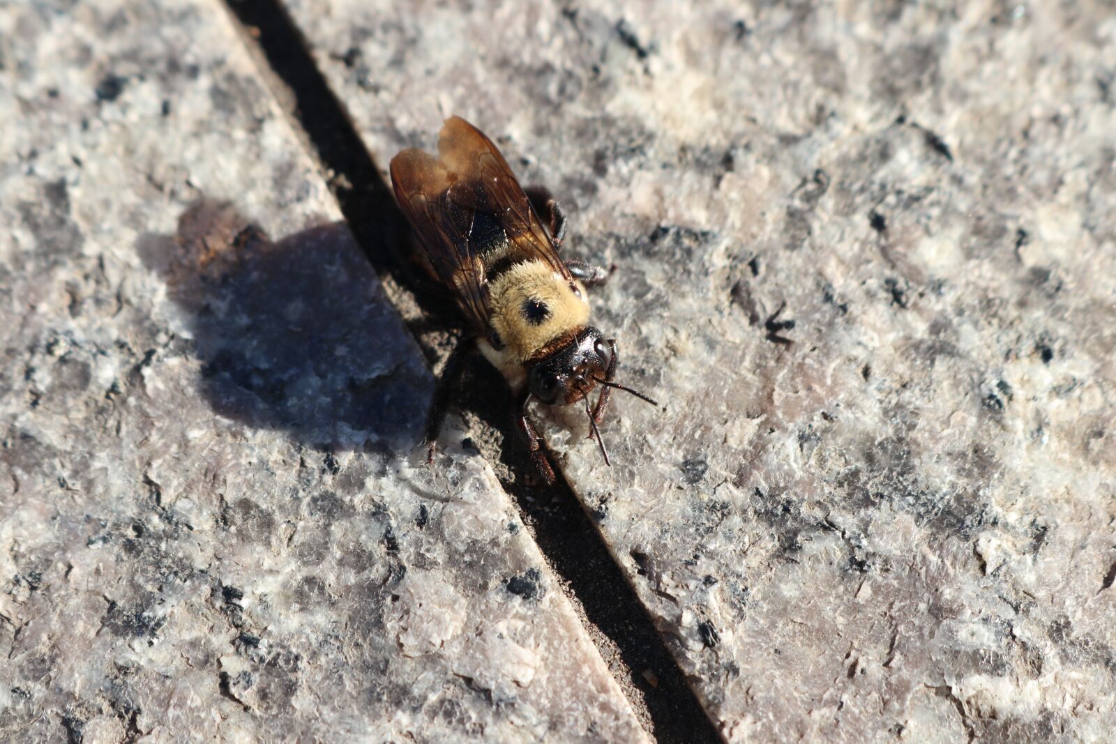 Canon EOS 80D sample photo. Bee, fall, s photography