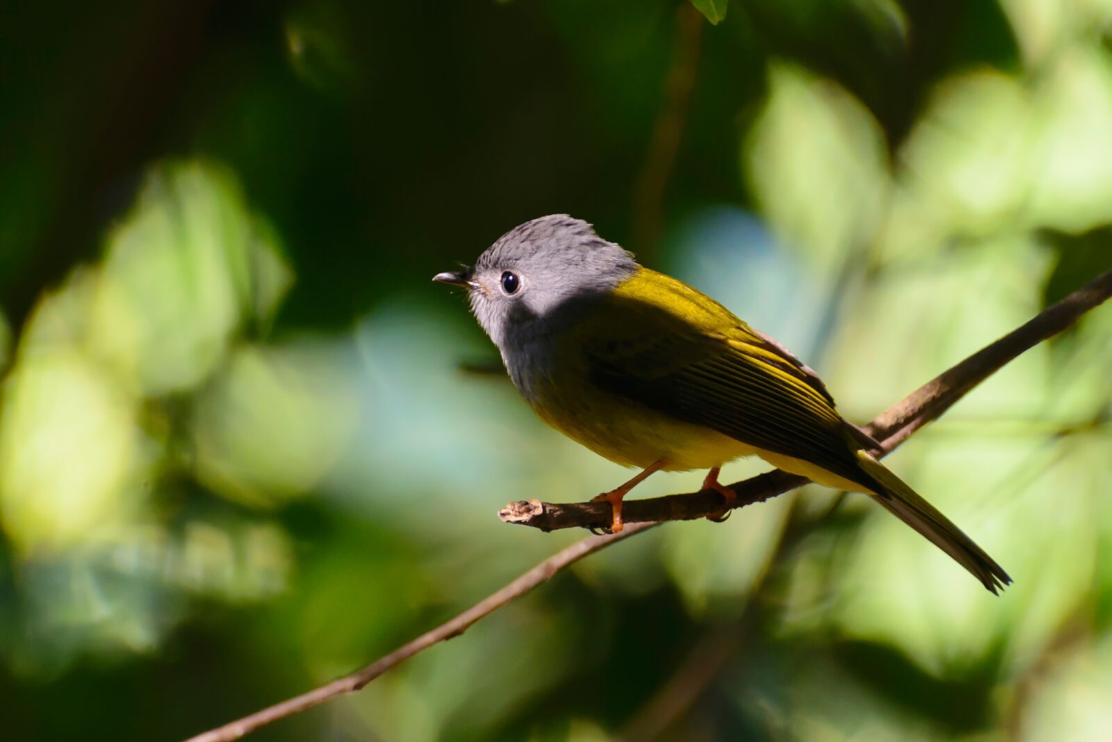 Nikon D7100 sample photo. View, eyes, yellow photography