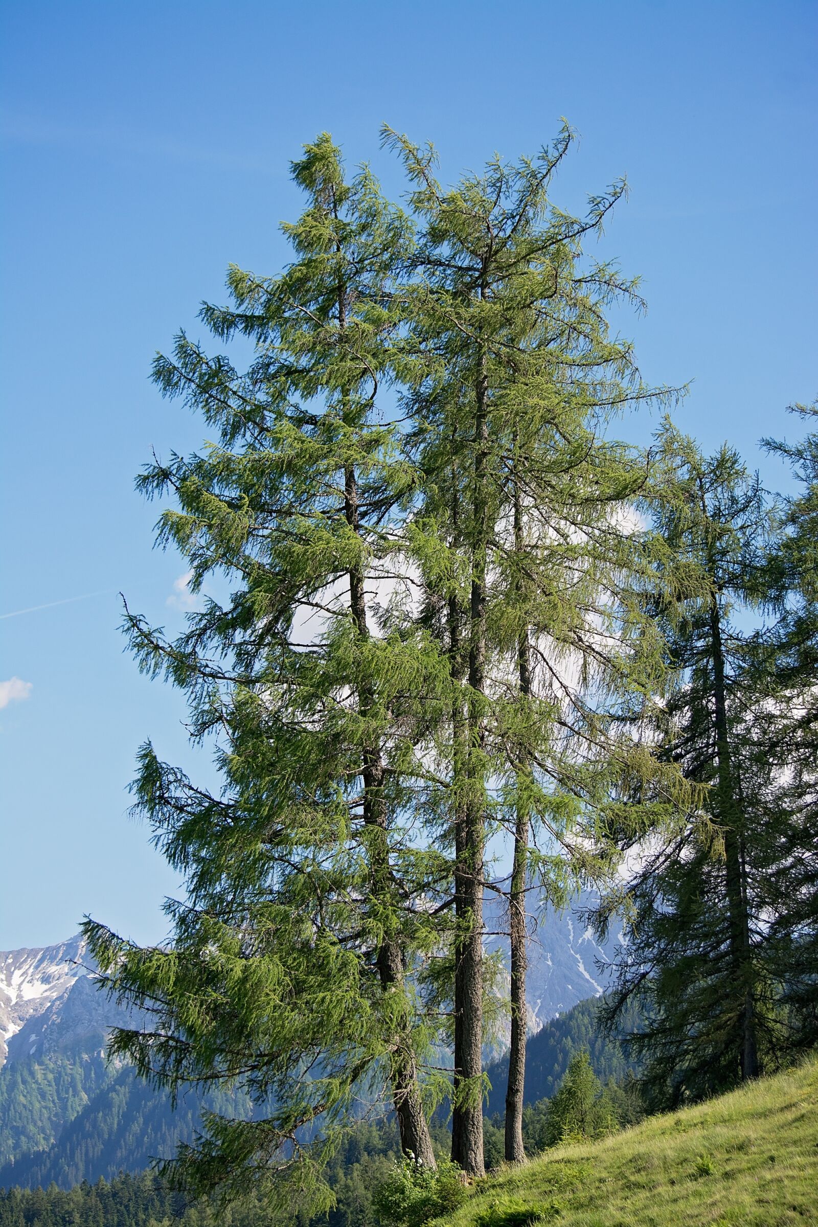 Nikon D7100 sample photo. Nature, trees, larch photography