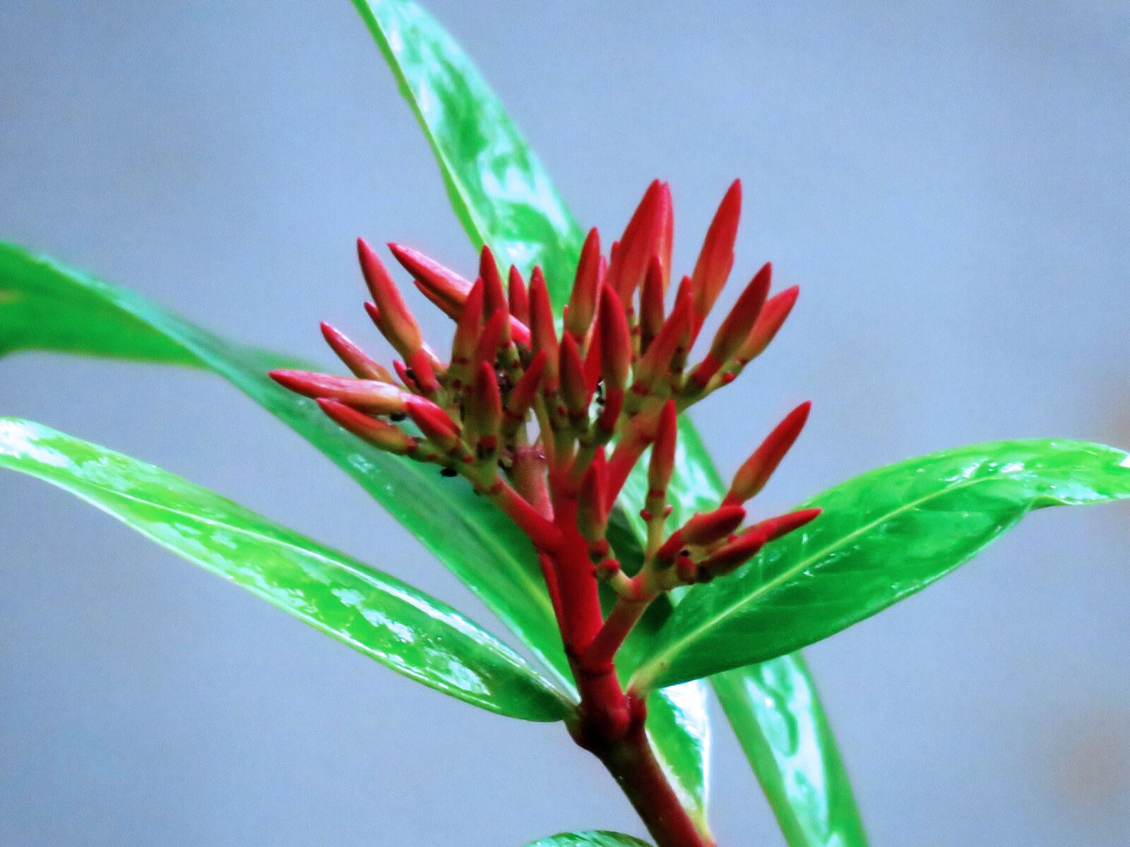 Canon PowerShot SX60 HS sample photo. Flower buds, buds, flowers photography