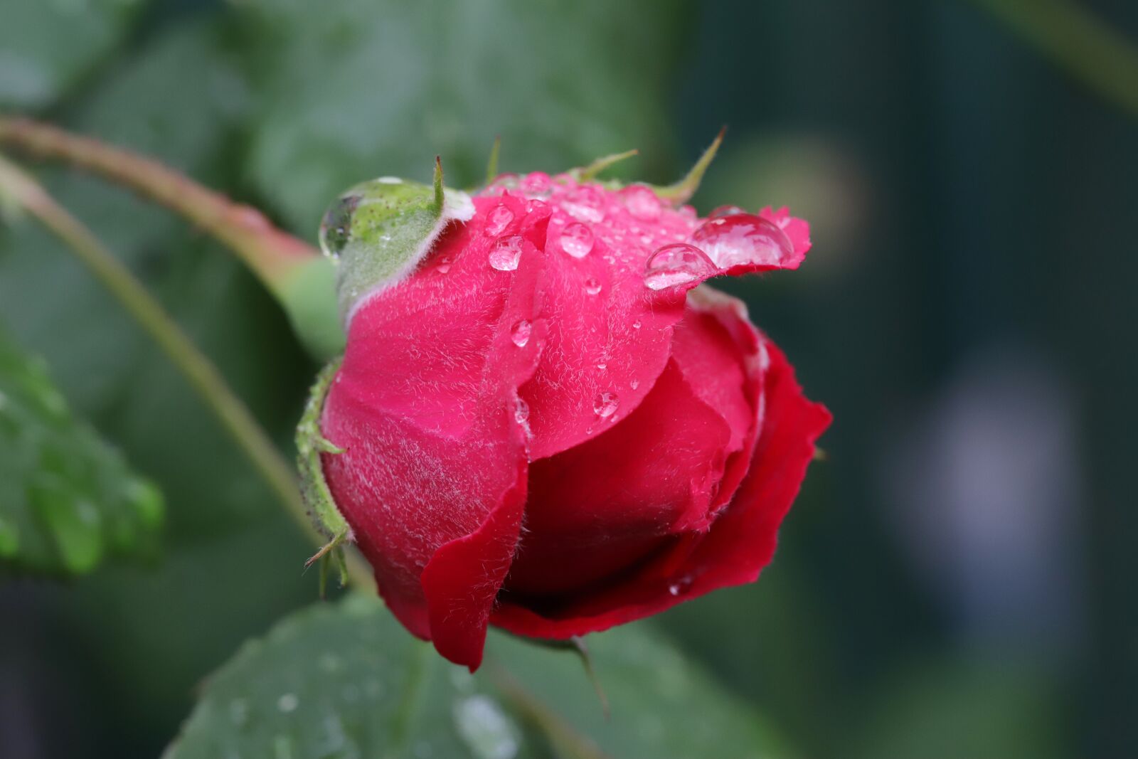 Canon EOS 6D Mark II sample photo. Rose, flowers, nature photography