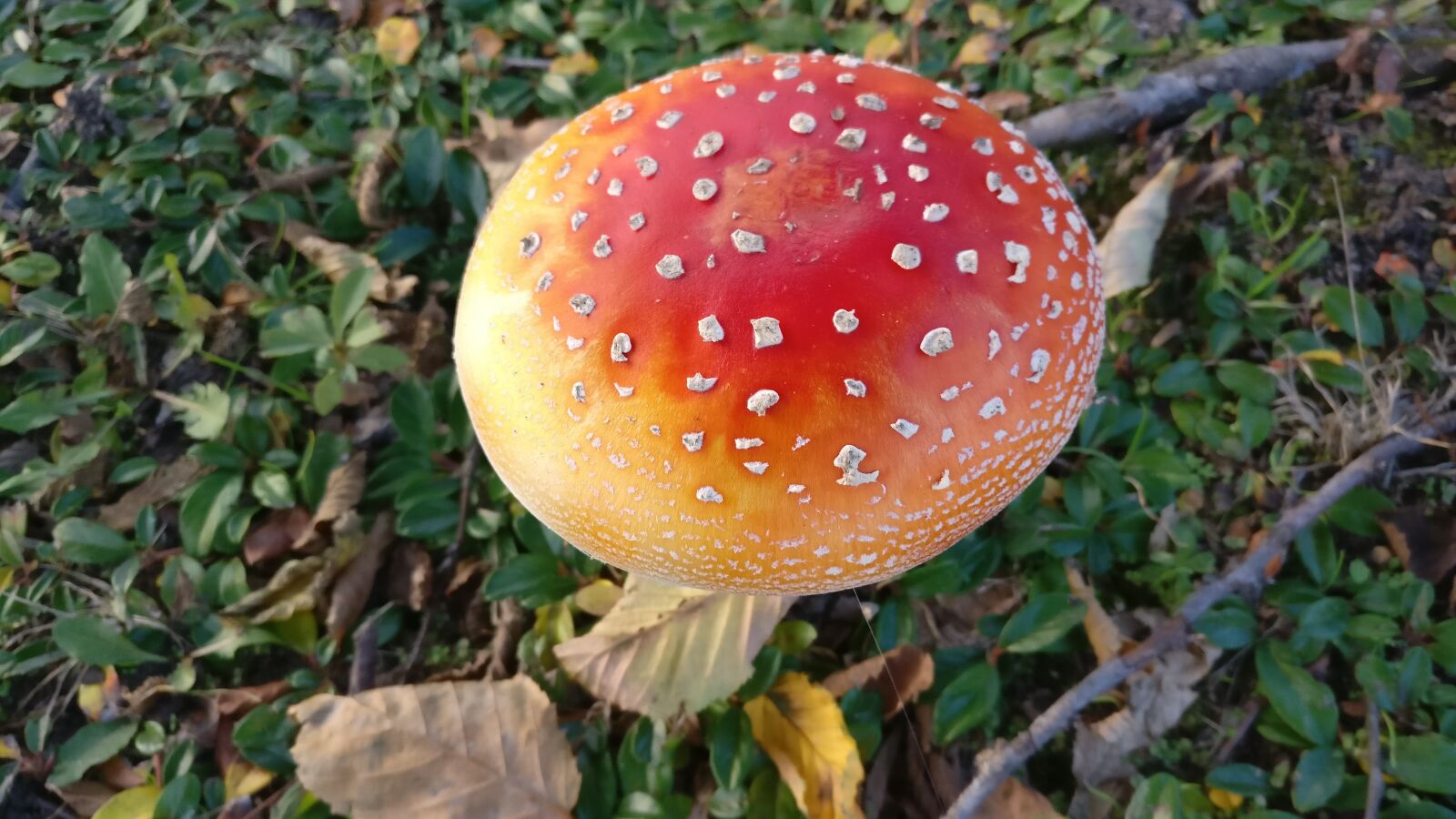 OnePlus A3003 sample photo. Fly agaric, mushroom, autumn photography