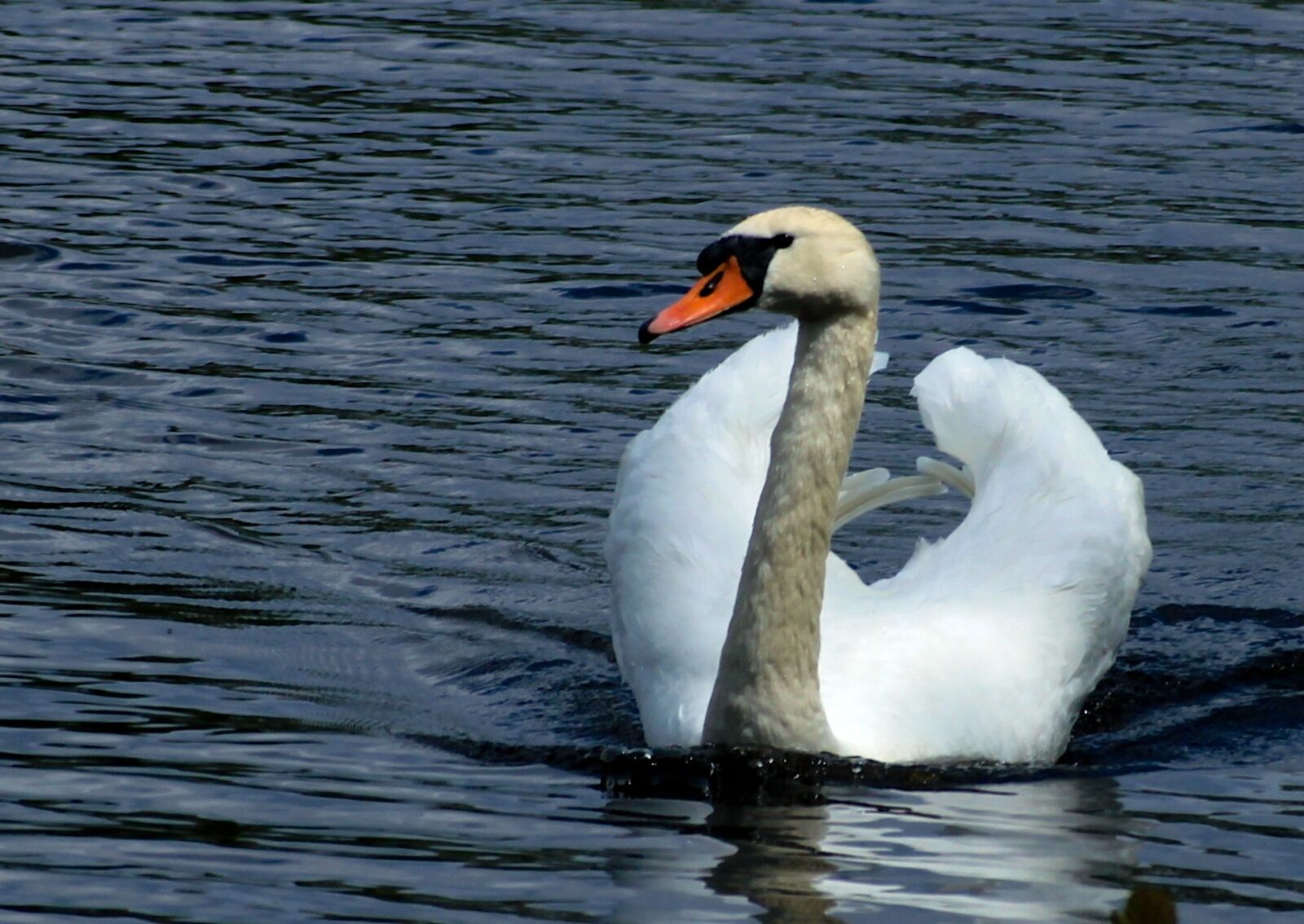 Canon EOS 550D (EOS Rebel T2i / EOS Kiss X4) sample photo. Swan, water, bird photography