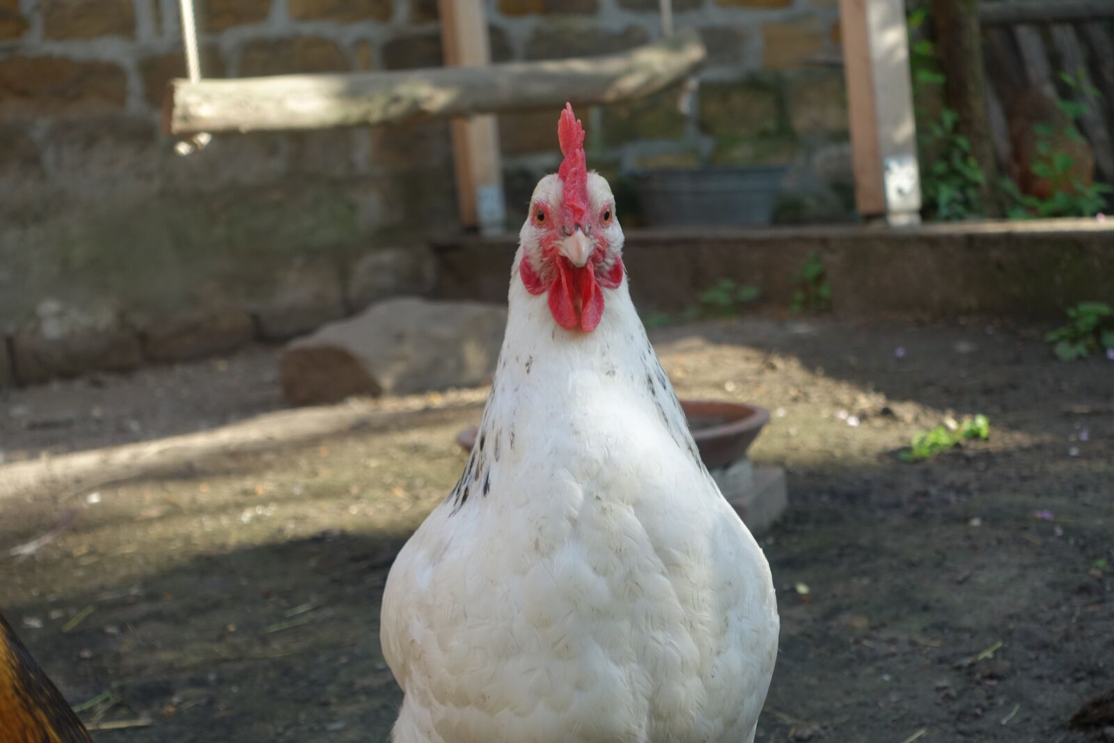 Sony Cyber-shot DSC-RX100 III sample photo. Chicken, chickens, poultry photography
