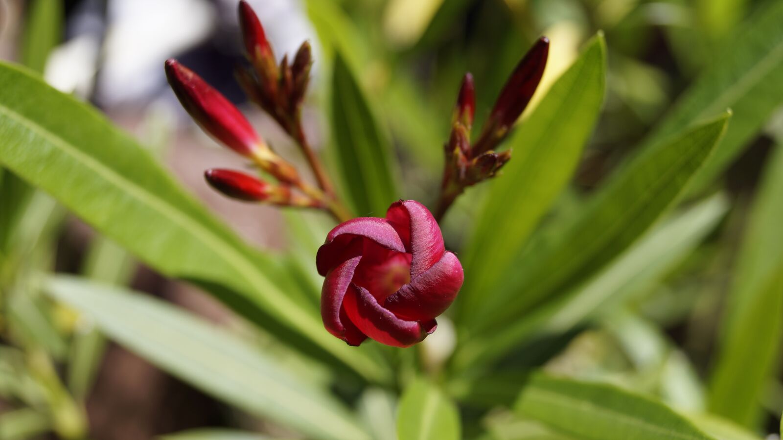 Sony DT 18-55mm F3.5-5.6 SAM II sample photo. Flower, bloom, petals photography