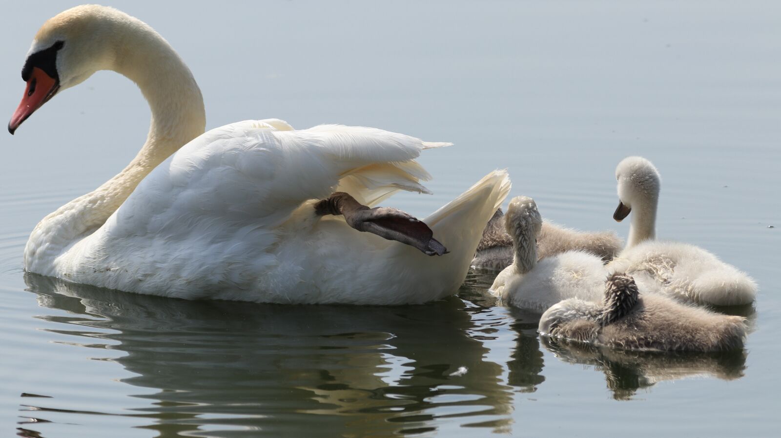 150-600mm F5-6.3 DG OS HSM | Contemporary 015 sample photo. Swan, boy, fluffy photography