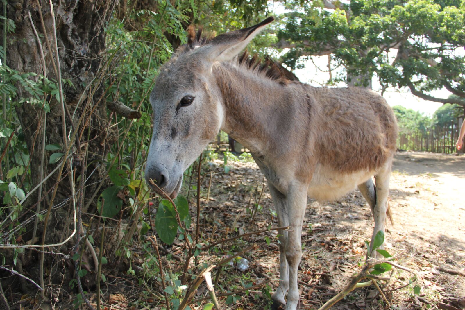 Canon EOS 60D + Canon EF-S 18-135mm F3.5-5.6 IS sample photo. Donkey, animal, tropical photography
