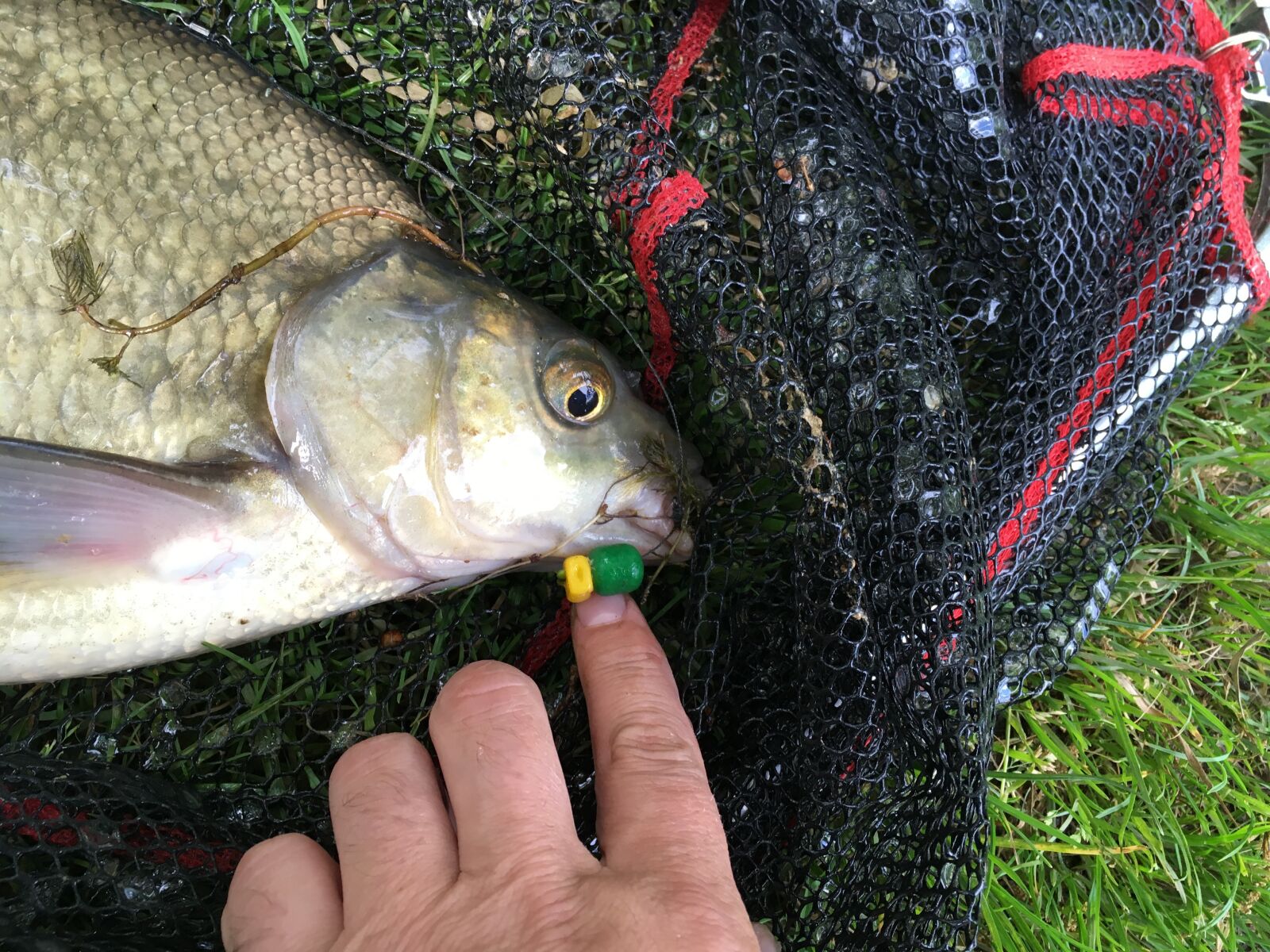 iPhone SE back camera 4.15mm f/2.2 sample photo. Fish, fishing, sea photography