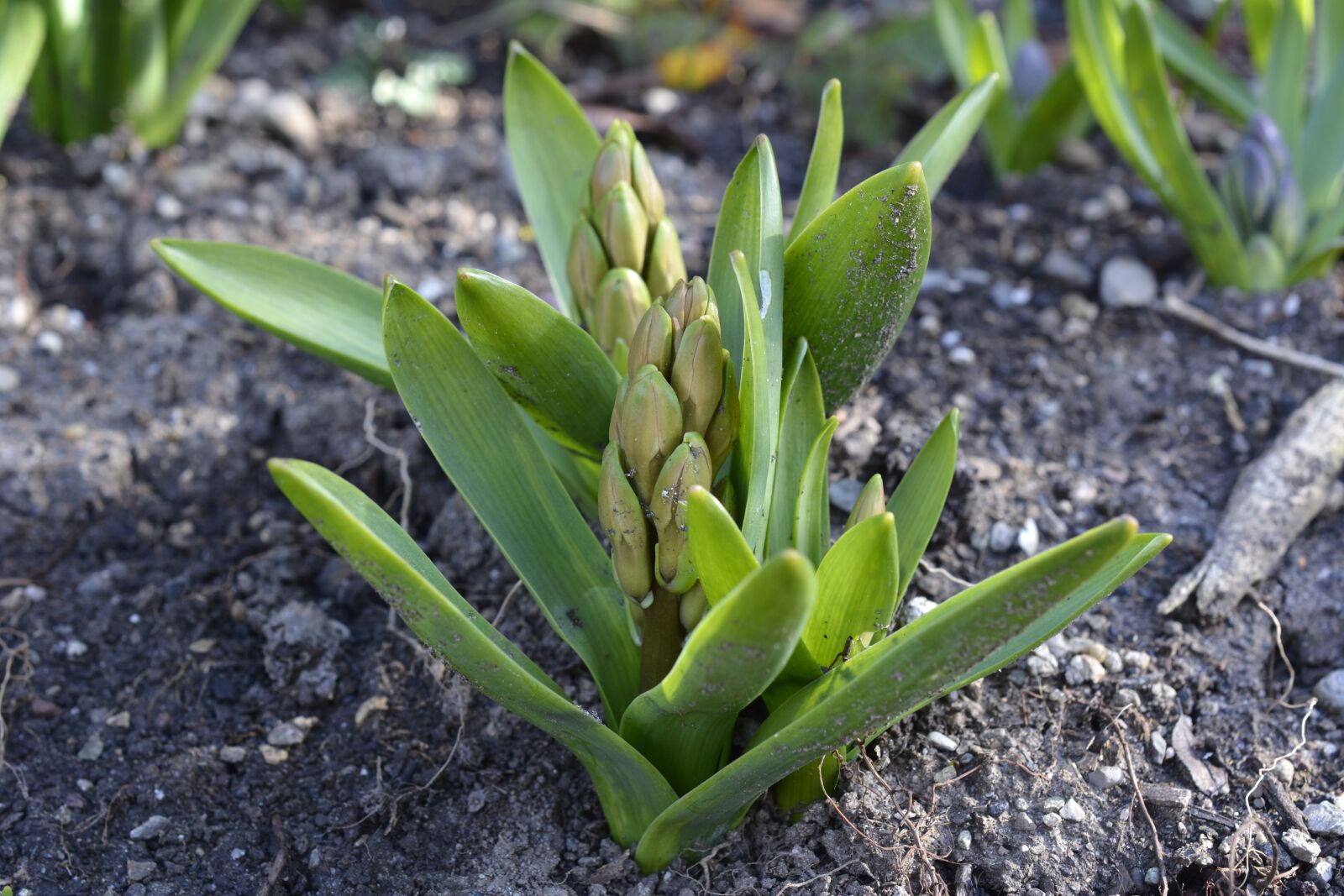 Nikon D7100 sample photo. Hyacinth, bud, spring photography
