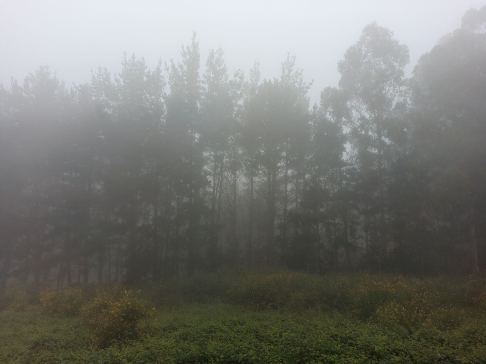 Xiaomi Redmi Note 8 Pro sample photo. Niebla, naturaleza, árboles photography