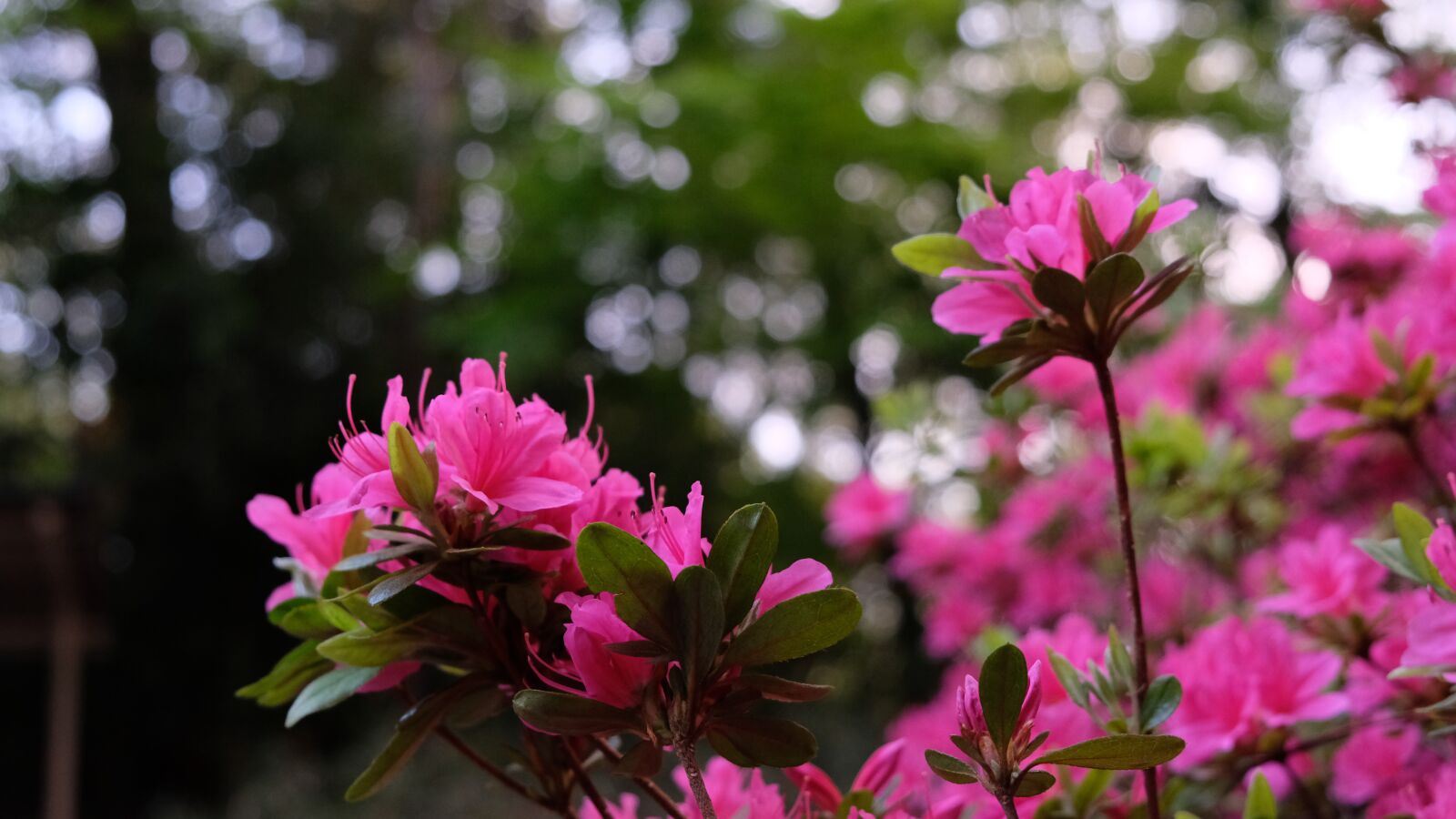 Fujifilm X-E3 sample photo. "Flower, azalea, pink flower" photography