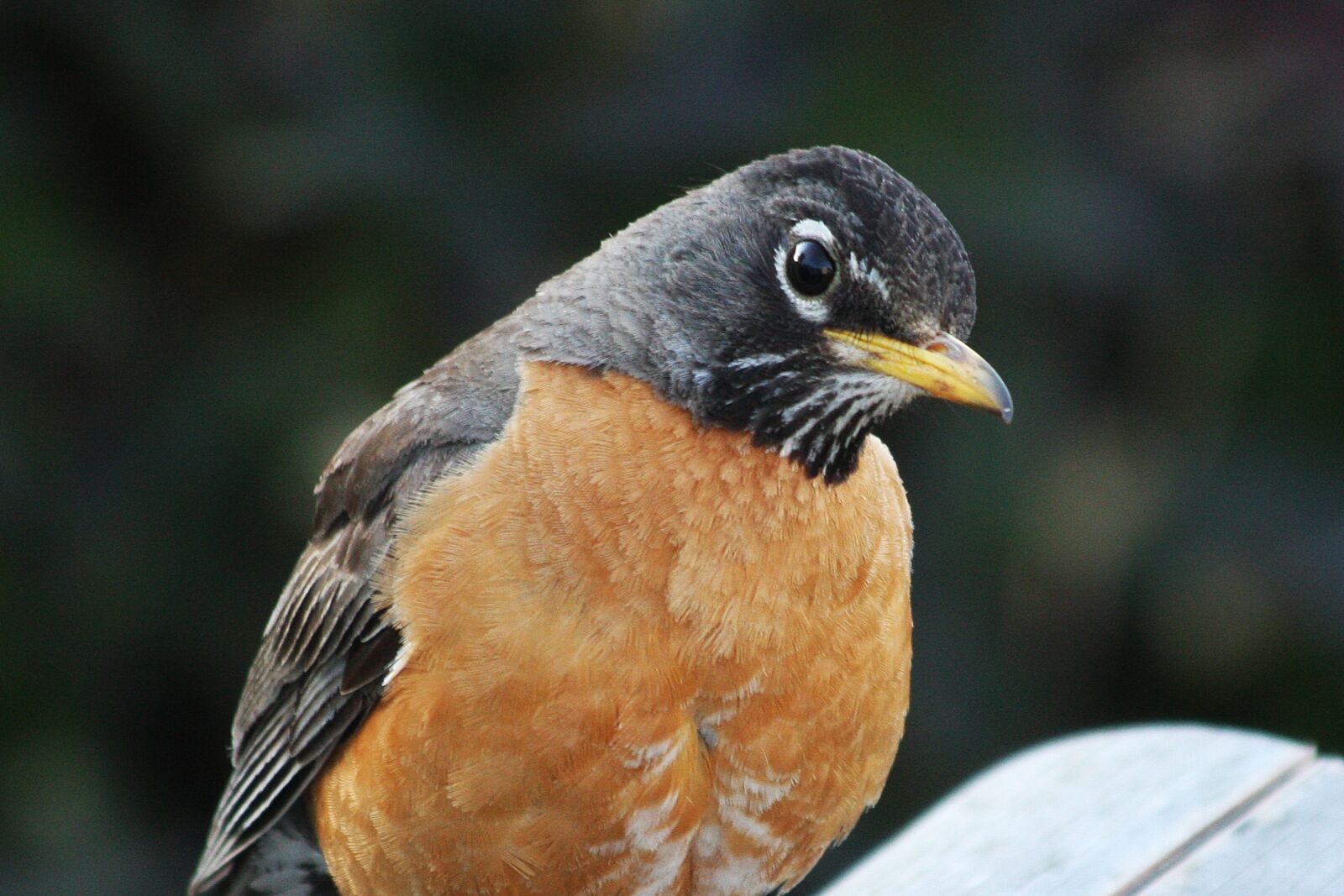 Canon EOS 40D sample photo. Robin, looking, songbird photography