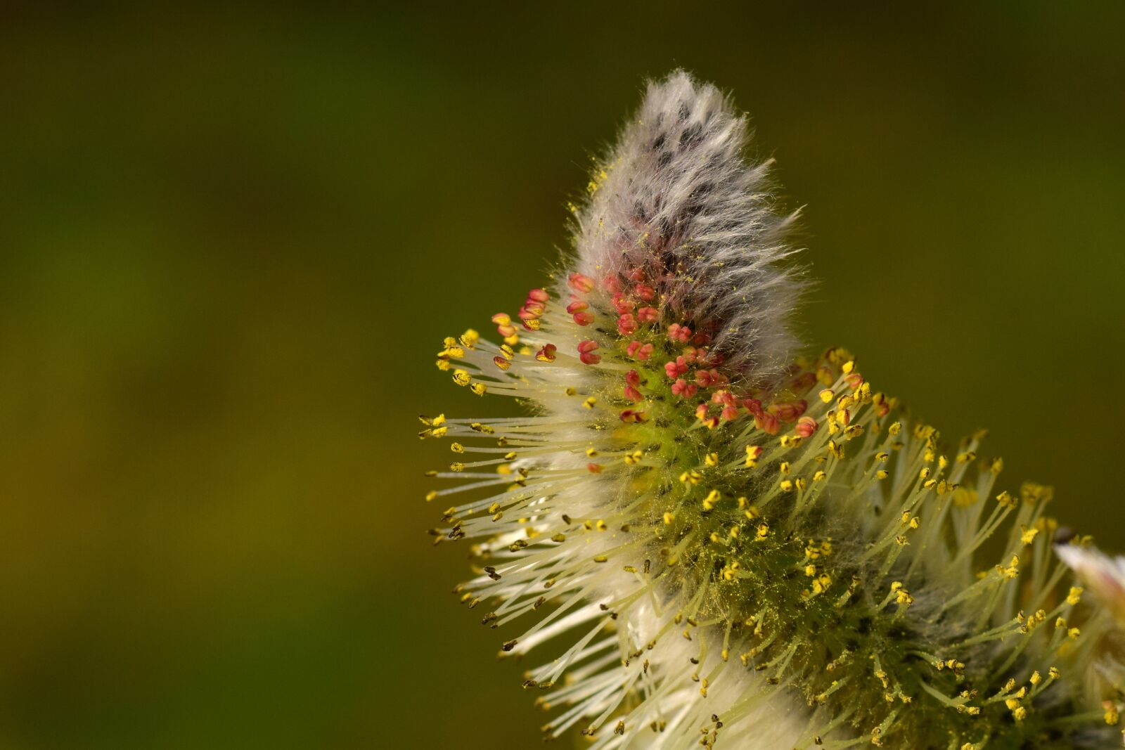 Nikon D3300 sample photo. Willow catkin, pasture, tender photography