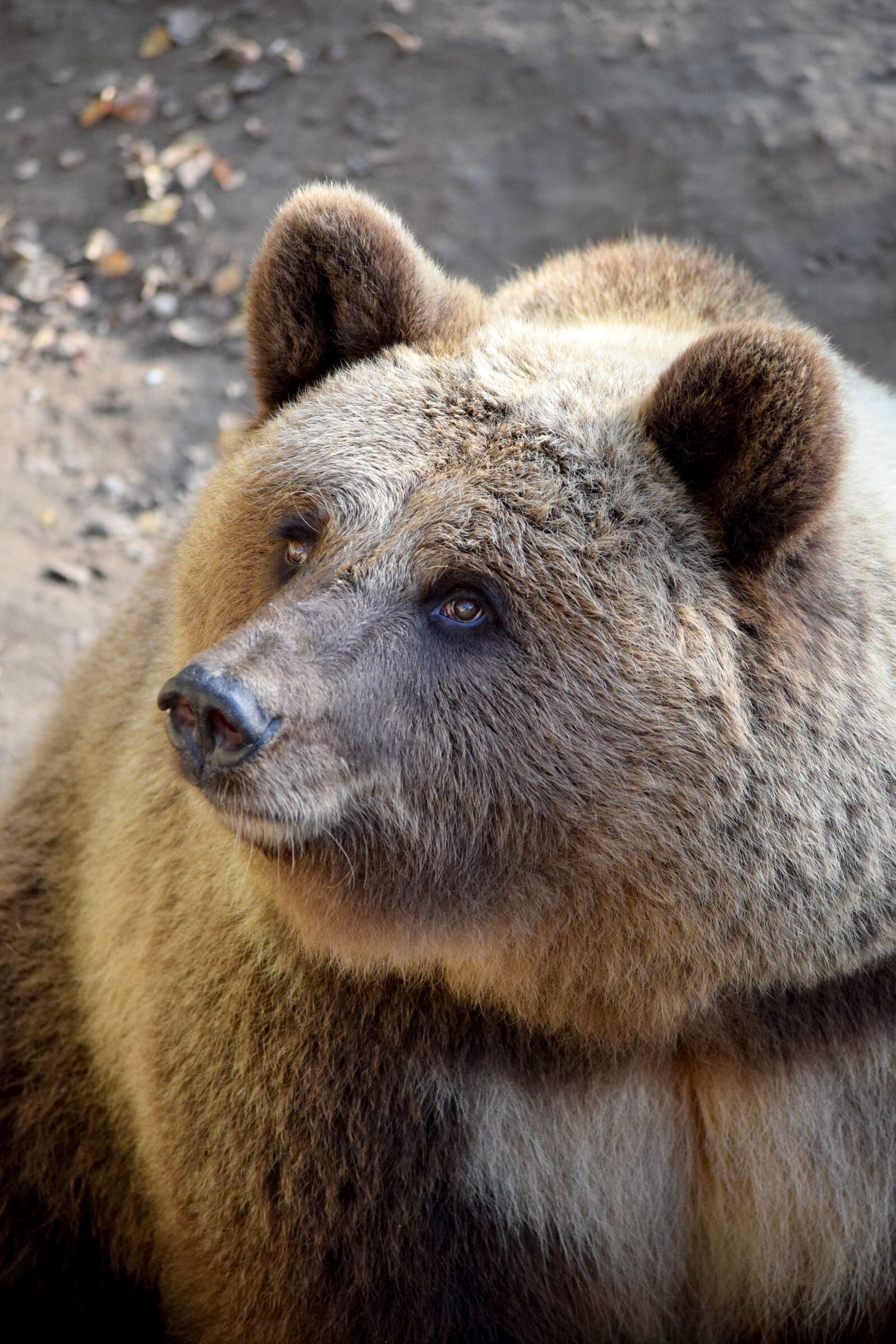 Nikon D5300 sample photo. Bear, animal world, wildlife photography