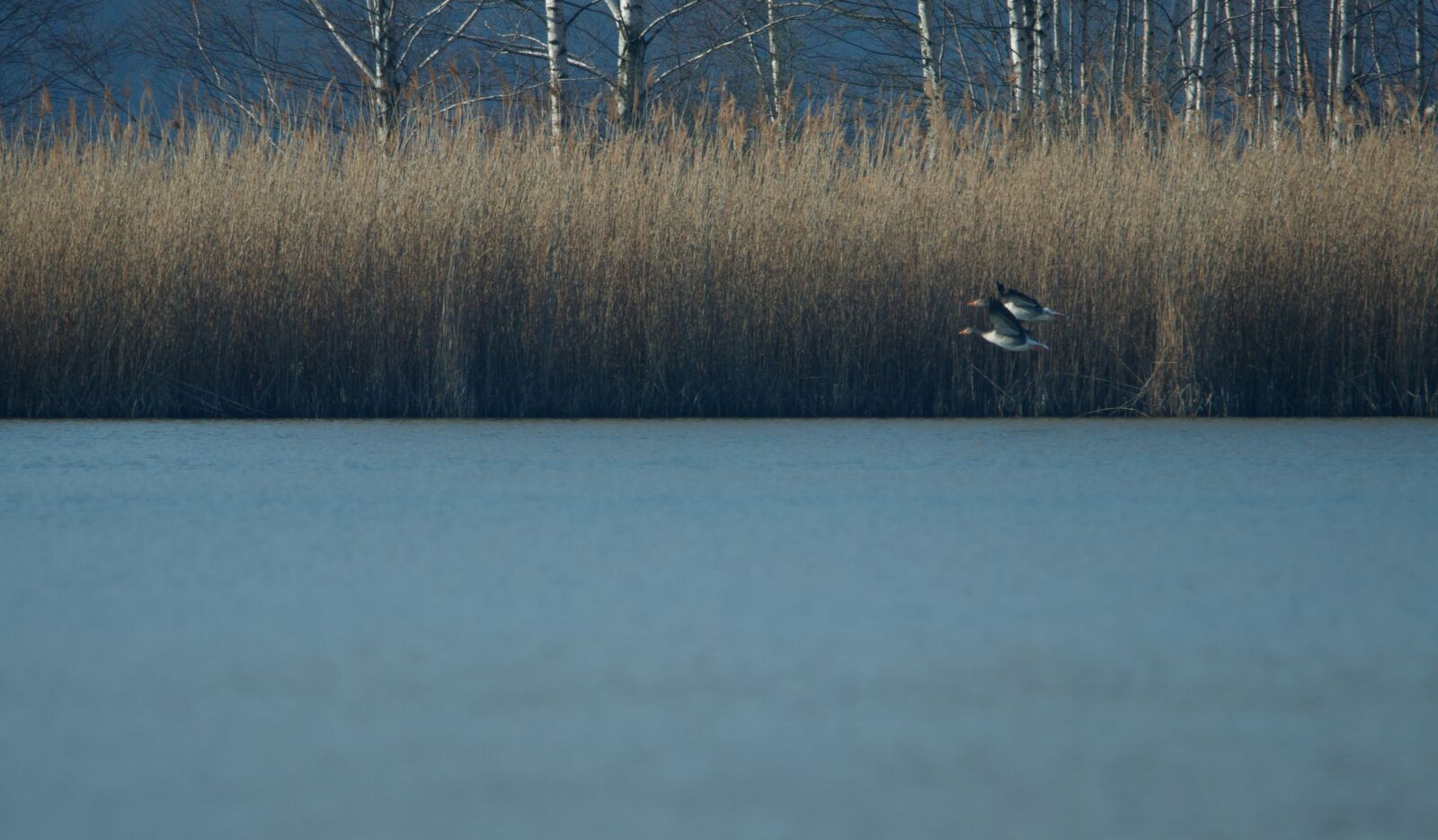 150-600mm F5-6.3 DG OS HSM | Contemporary 015 sample photo. Lake, bank, landscape photography